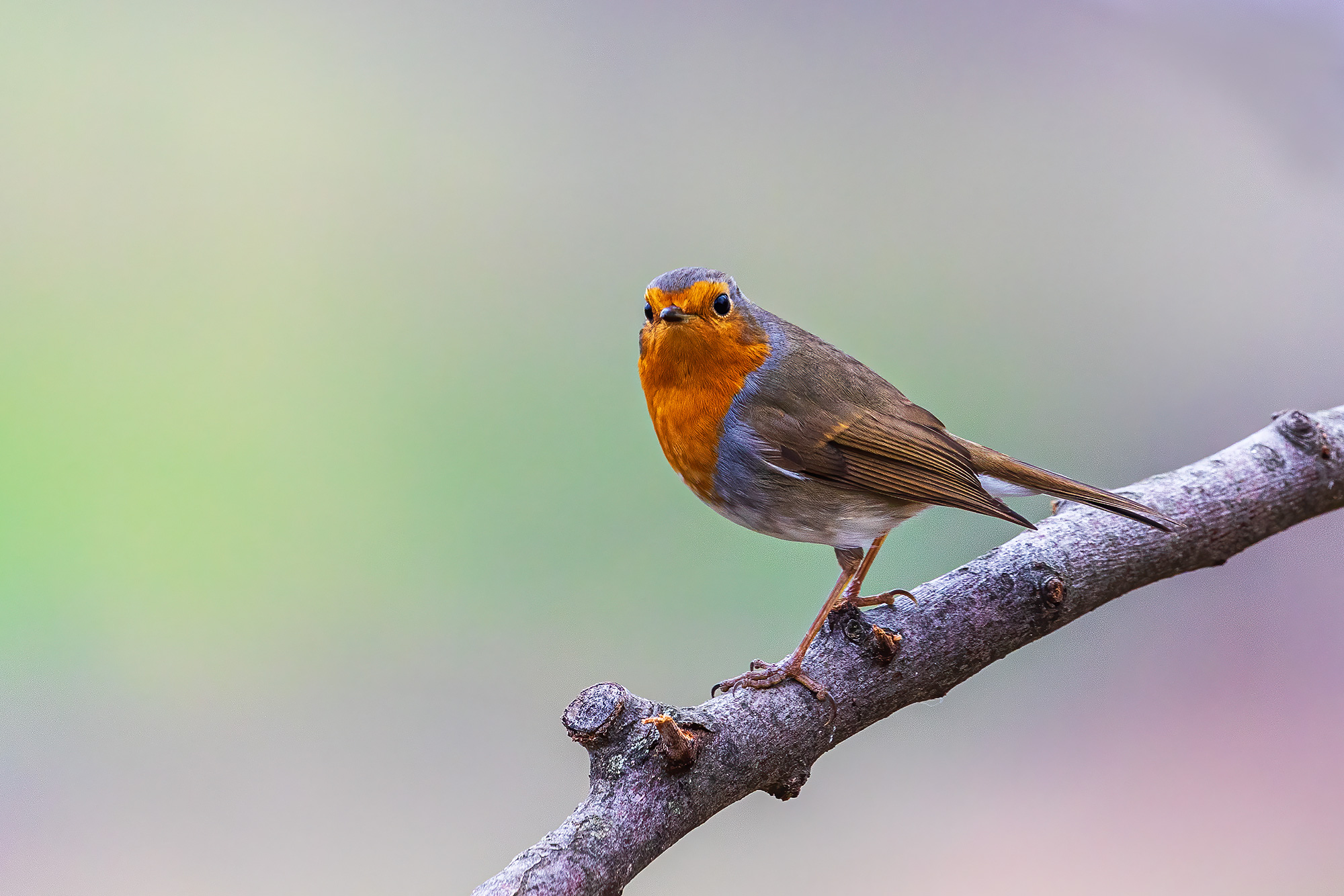 Robin