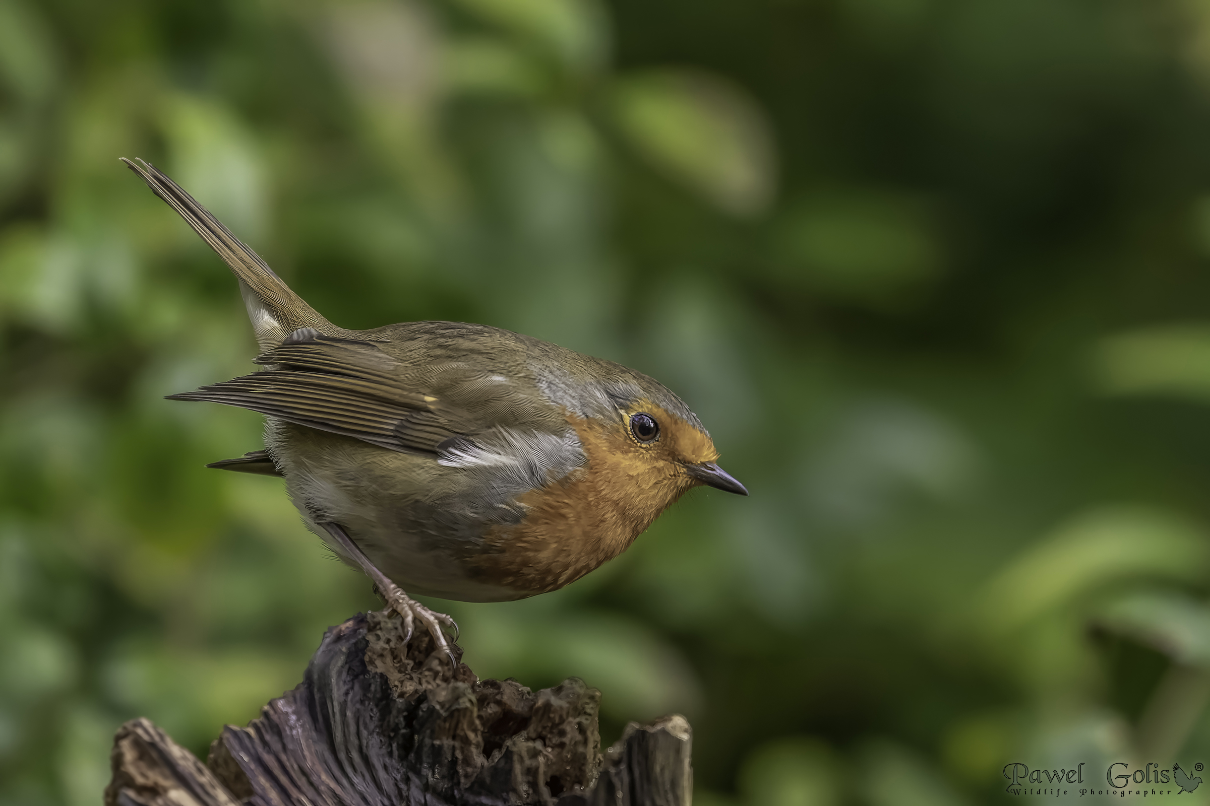 Pettirosso europeo (Erithacus rubecula)