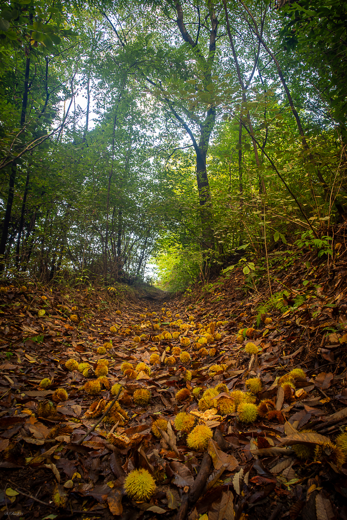 Sulla strada per l'autunno