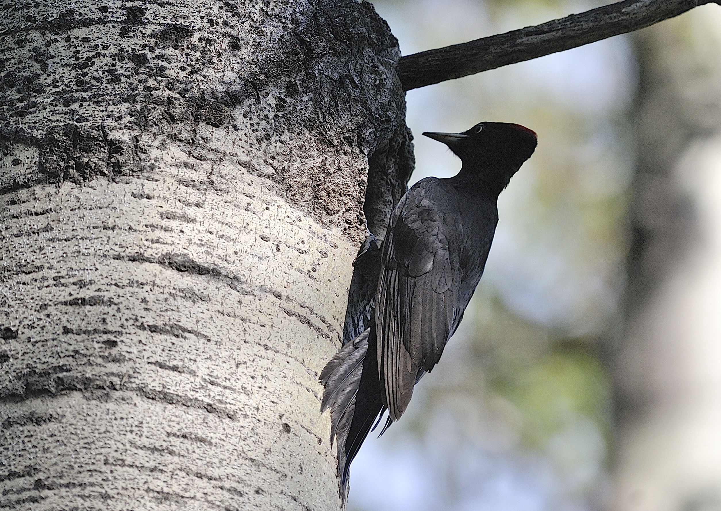 Black Woodpecker