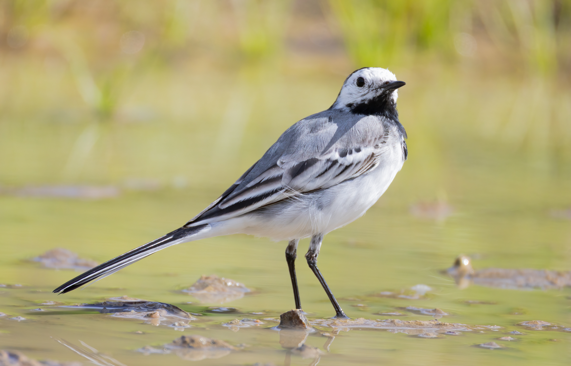 white wagtail
