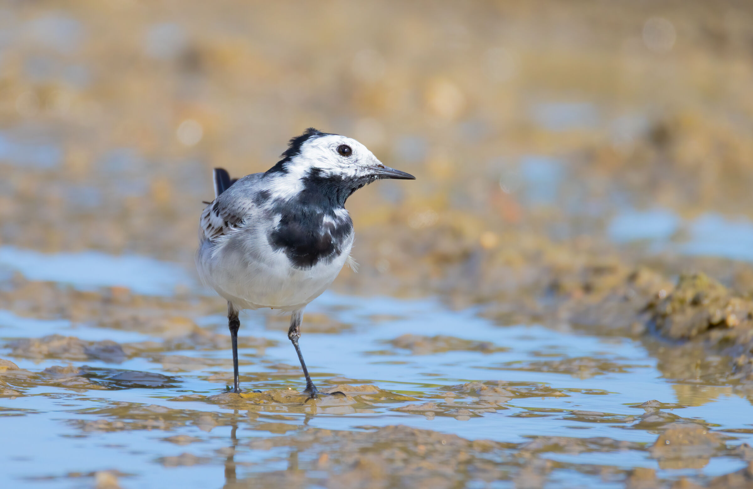 white wagtail