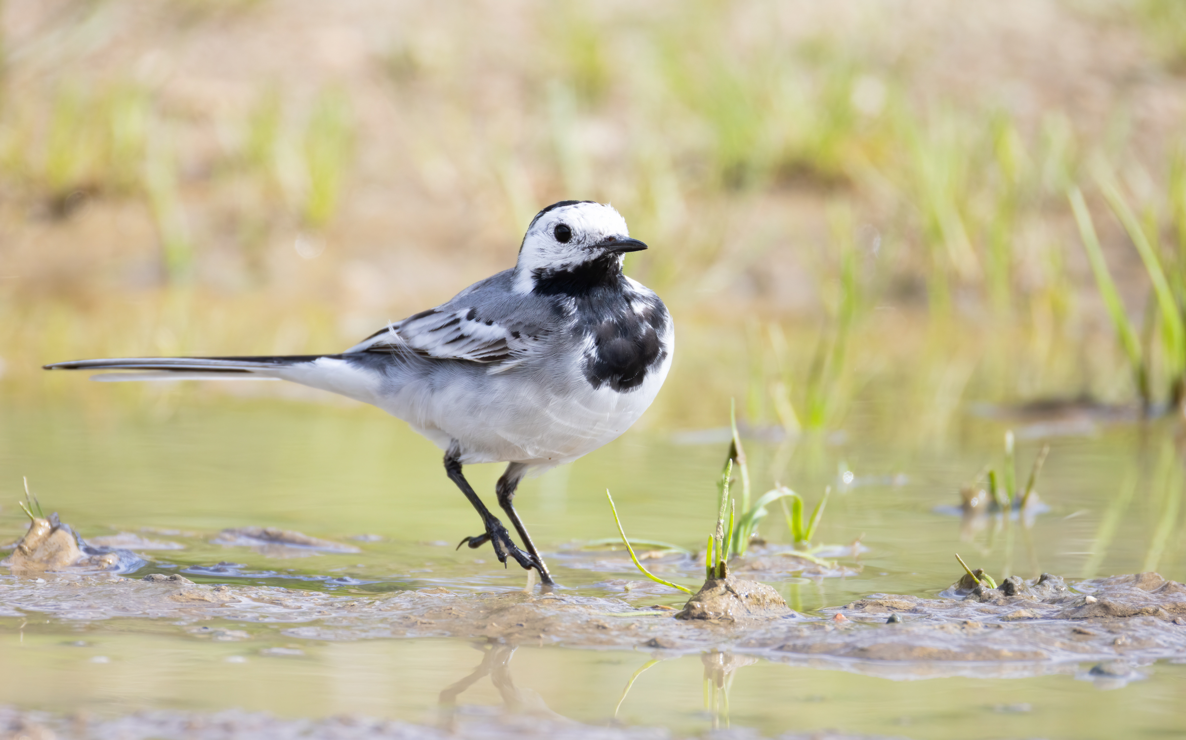 white wagtail