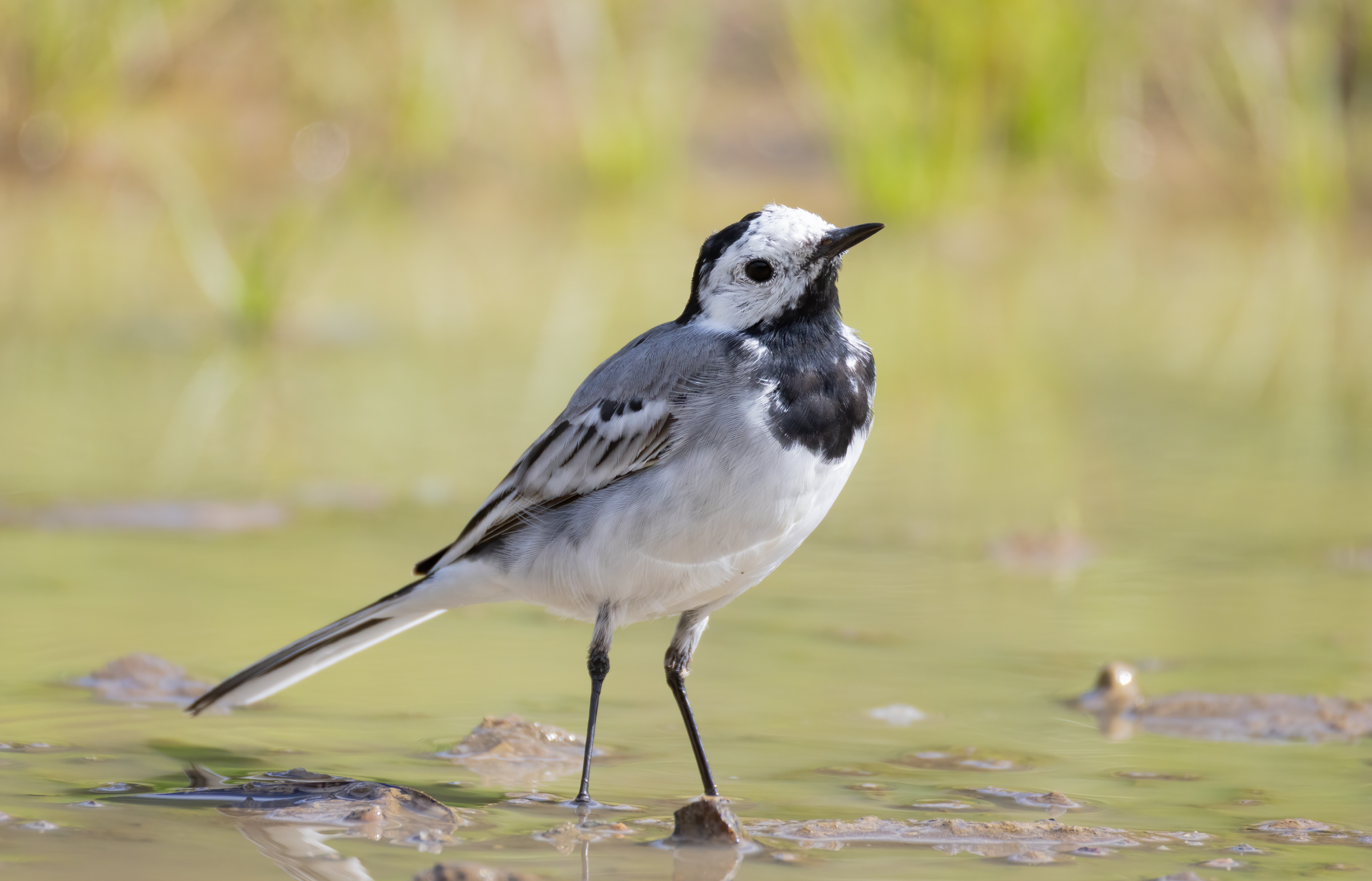 white wagtail