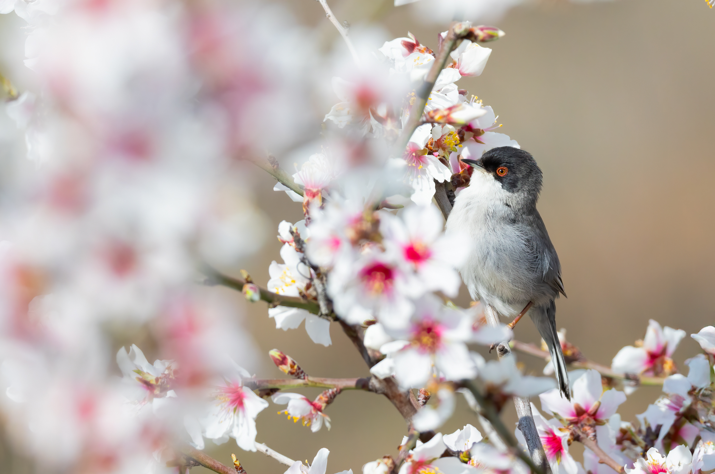 Sardinian warbler