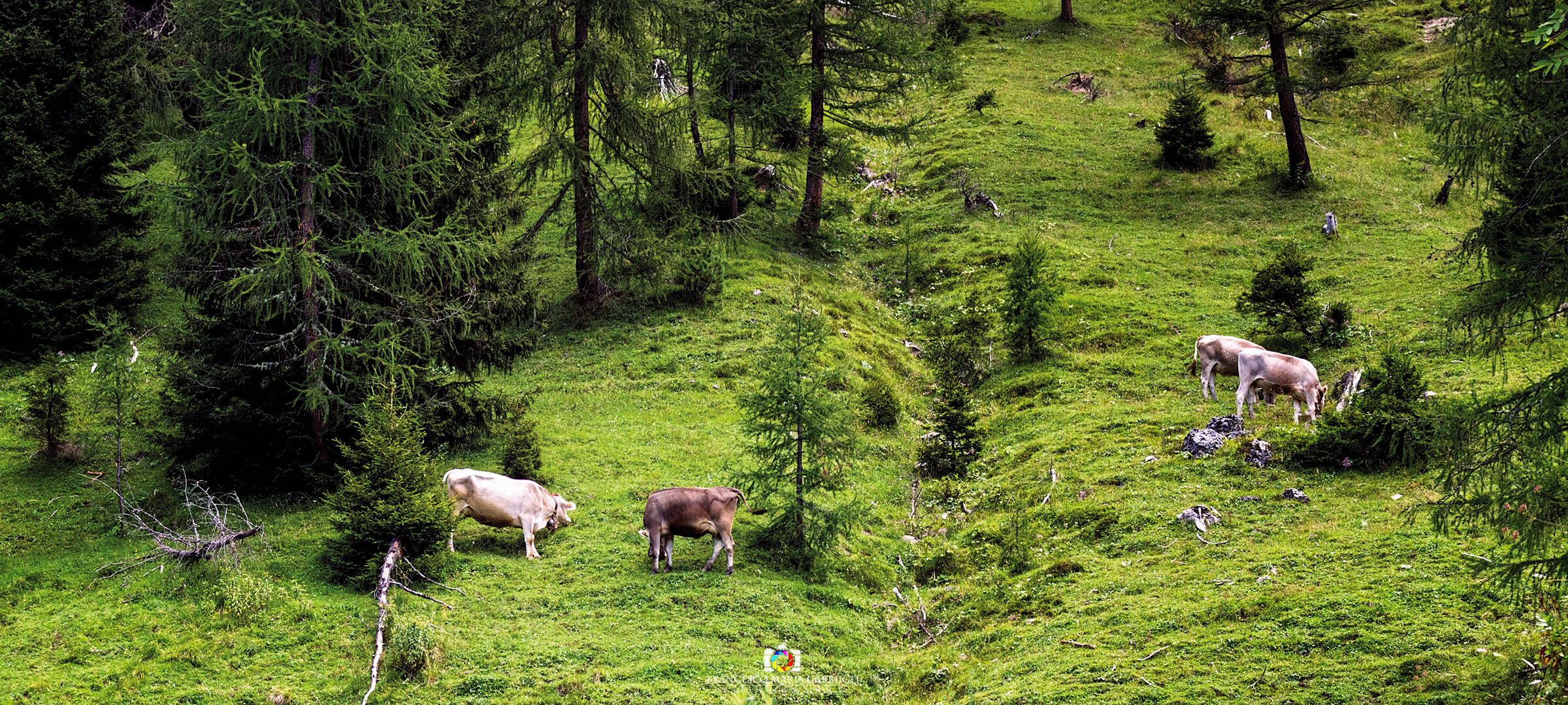 Pasture in Val Veneggia
