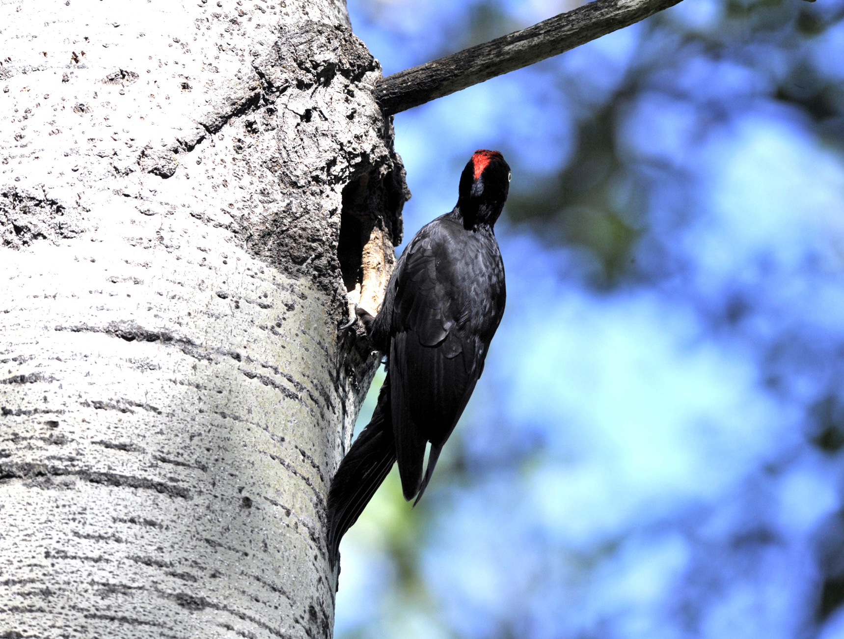 Black Woodpecker