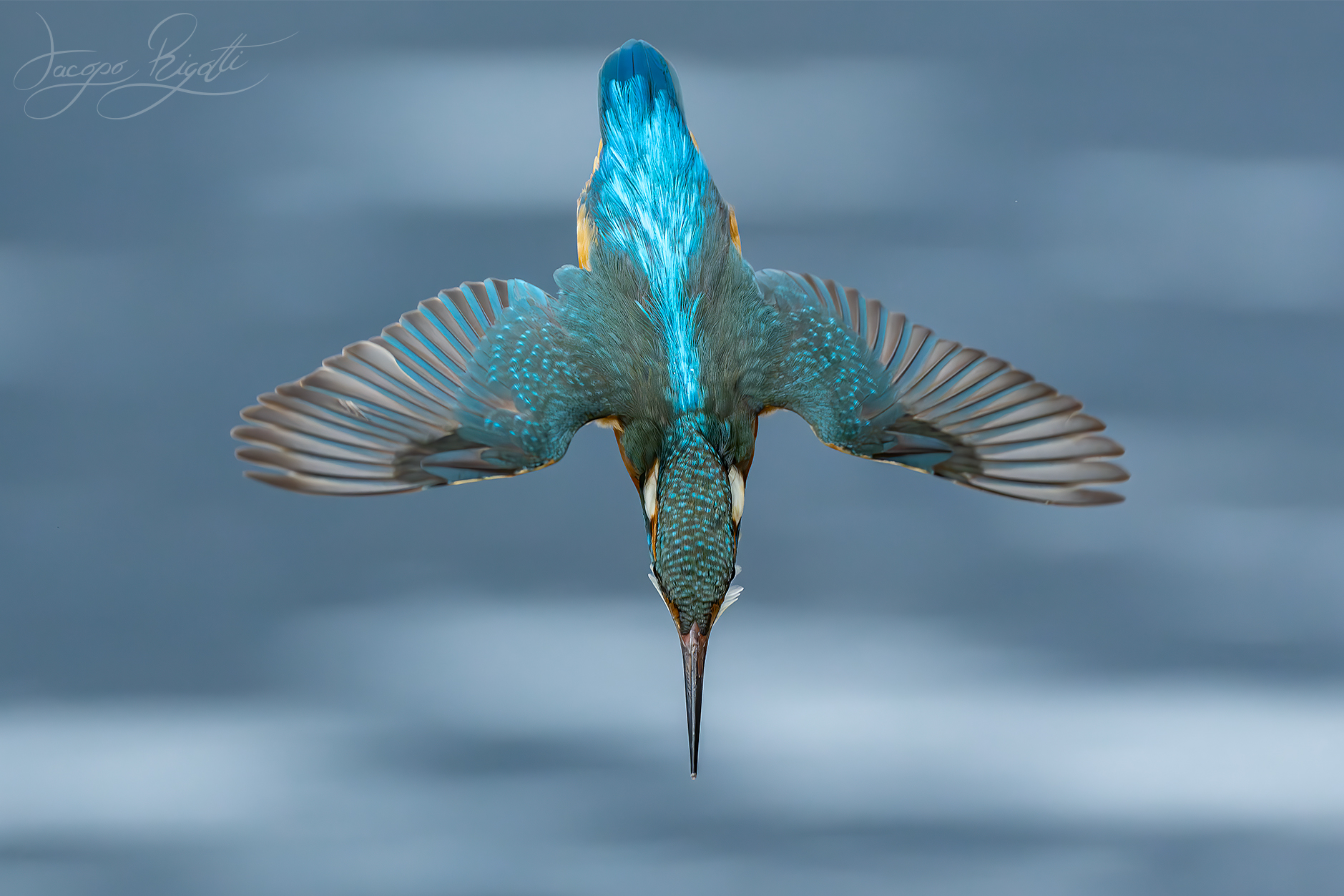 In picchiata sulla preda