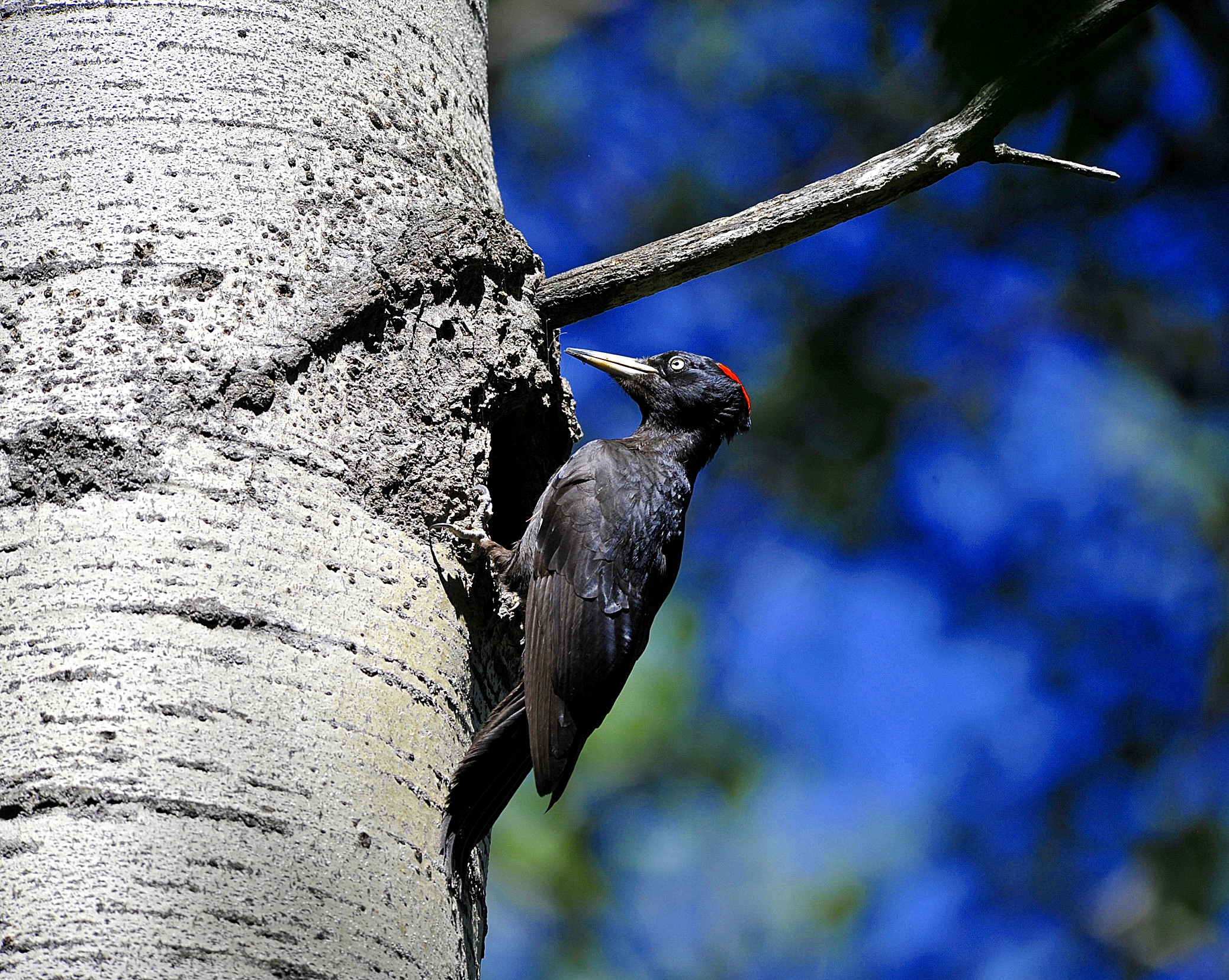 Black Woodpecker