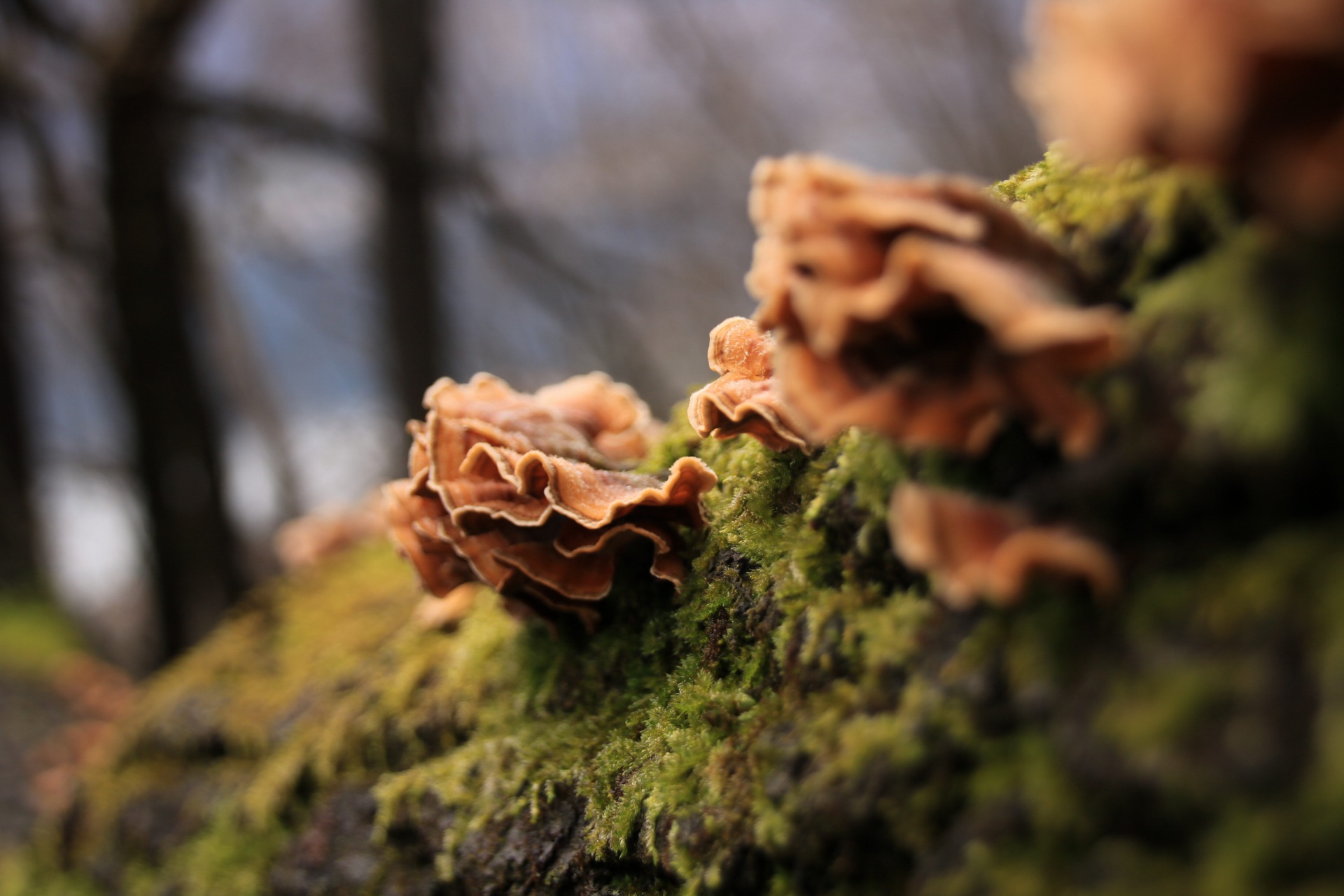 Fungi