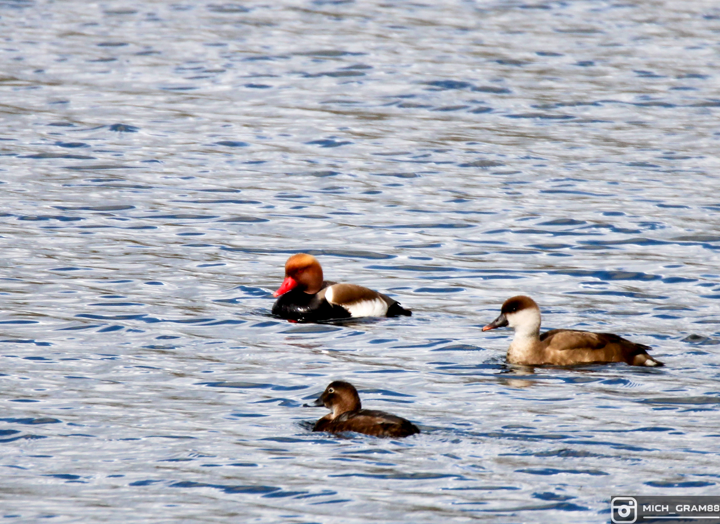 Birding