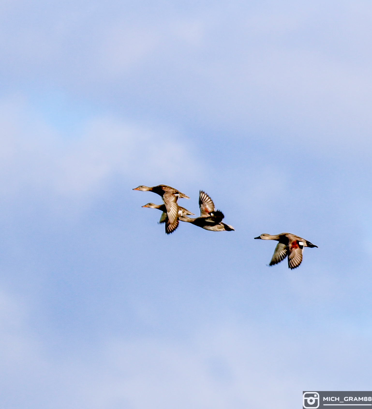 Ducks