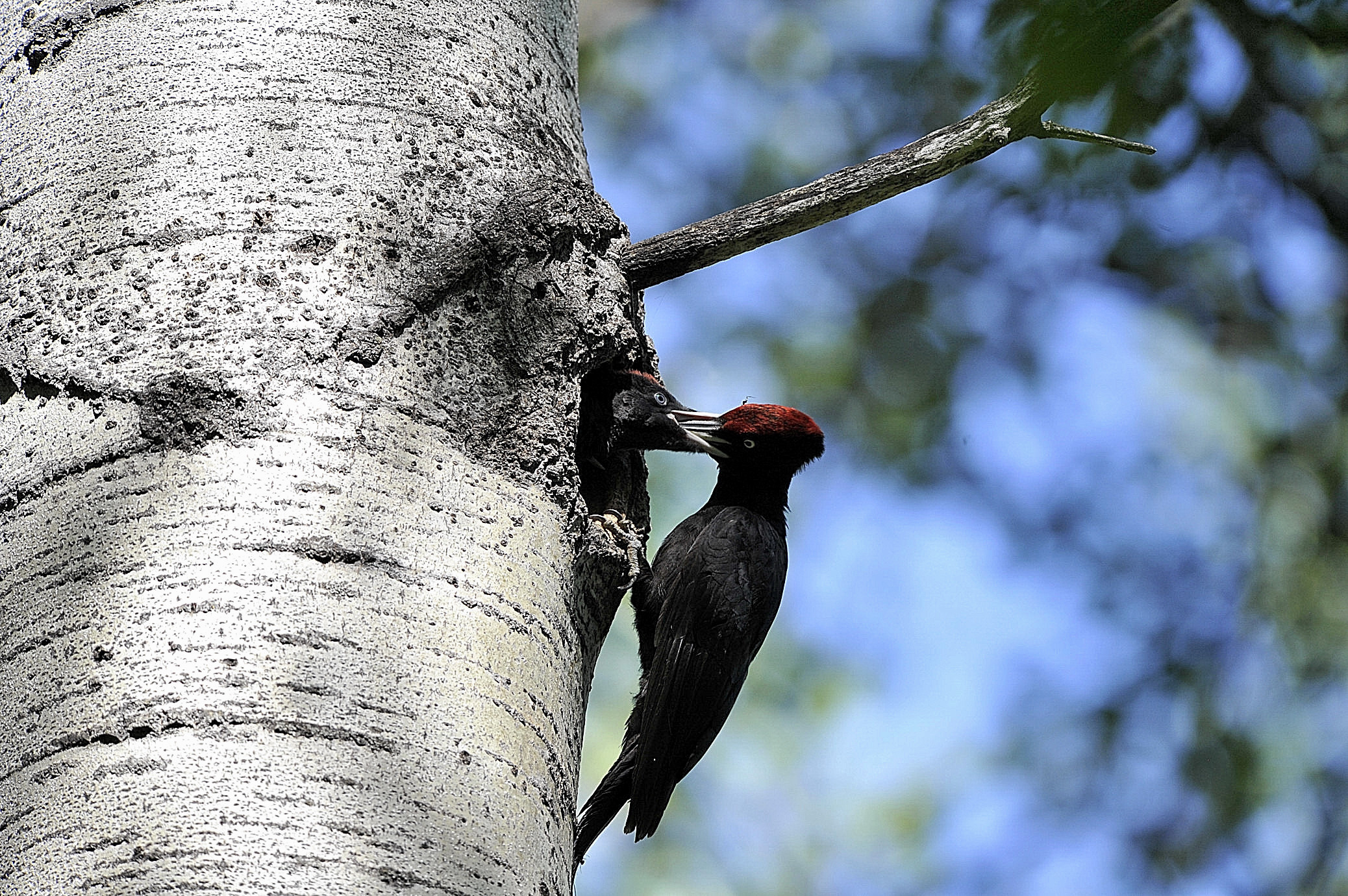 black woodpecker cue