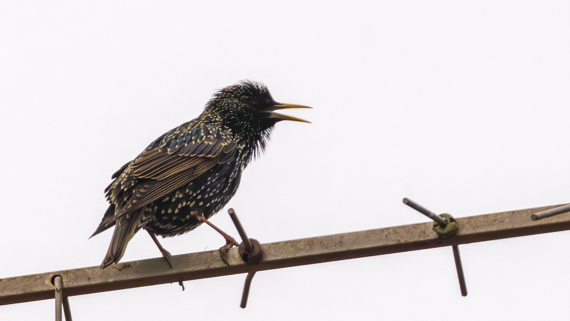 Starling