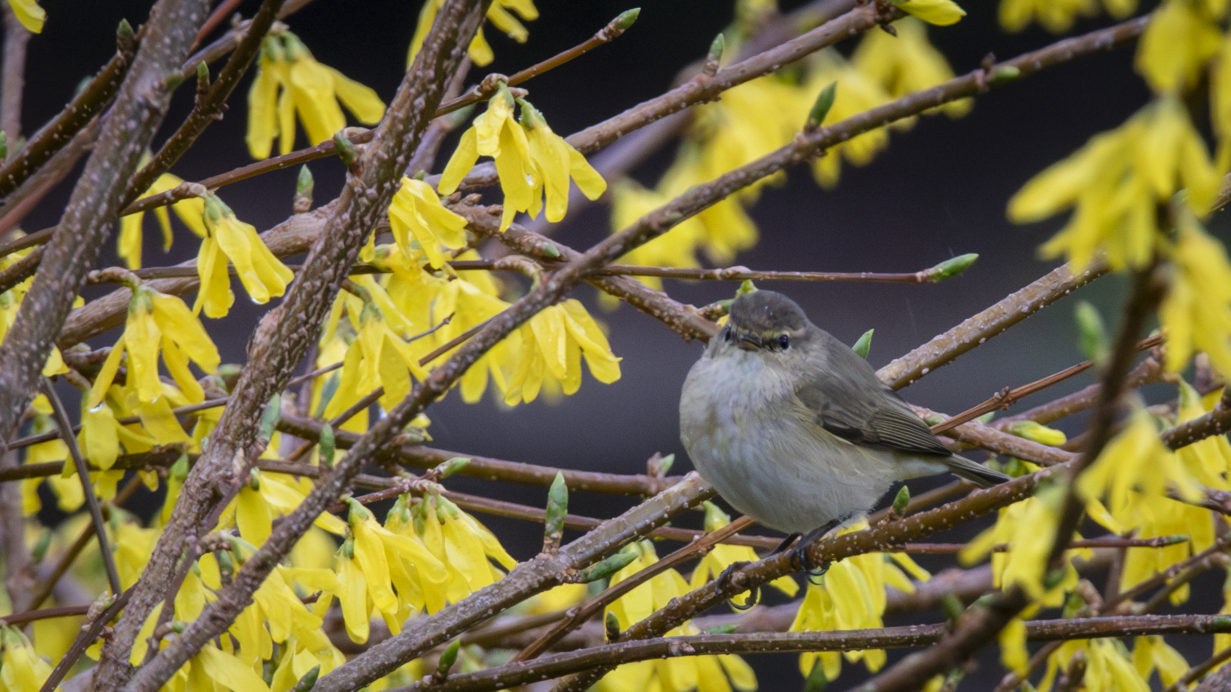 Chiffchaff
