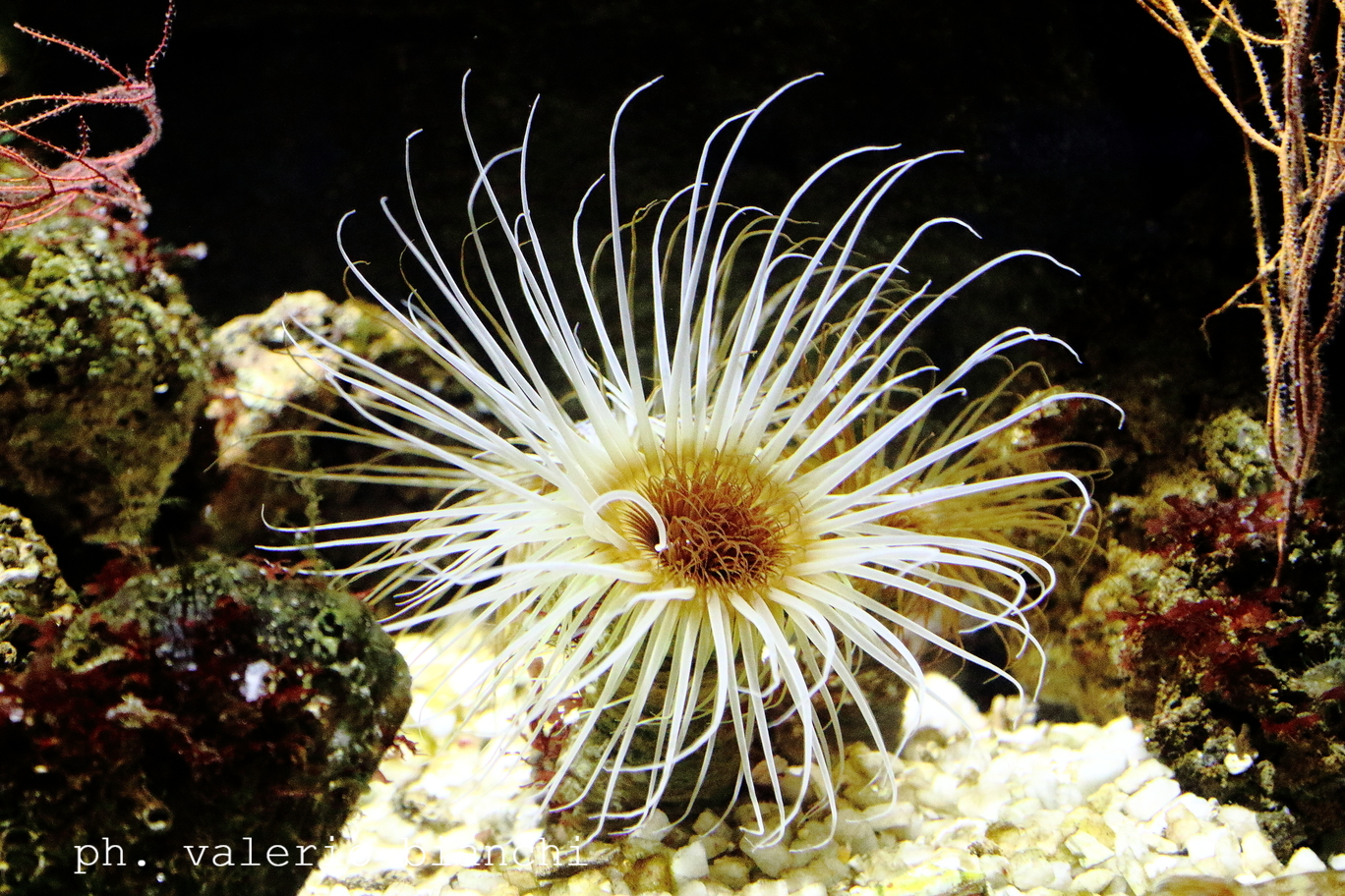 Under the surface two