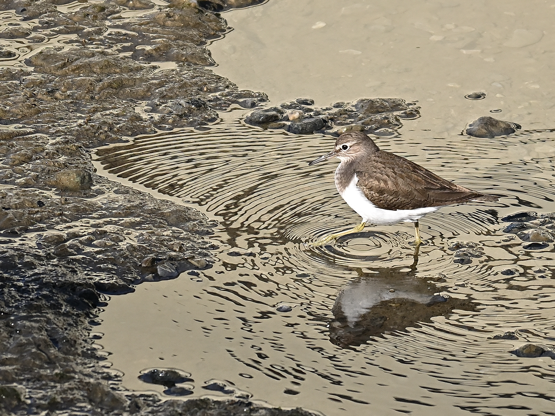 Small Sandpiper