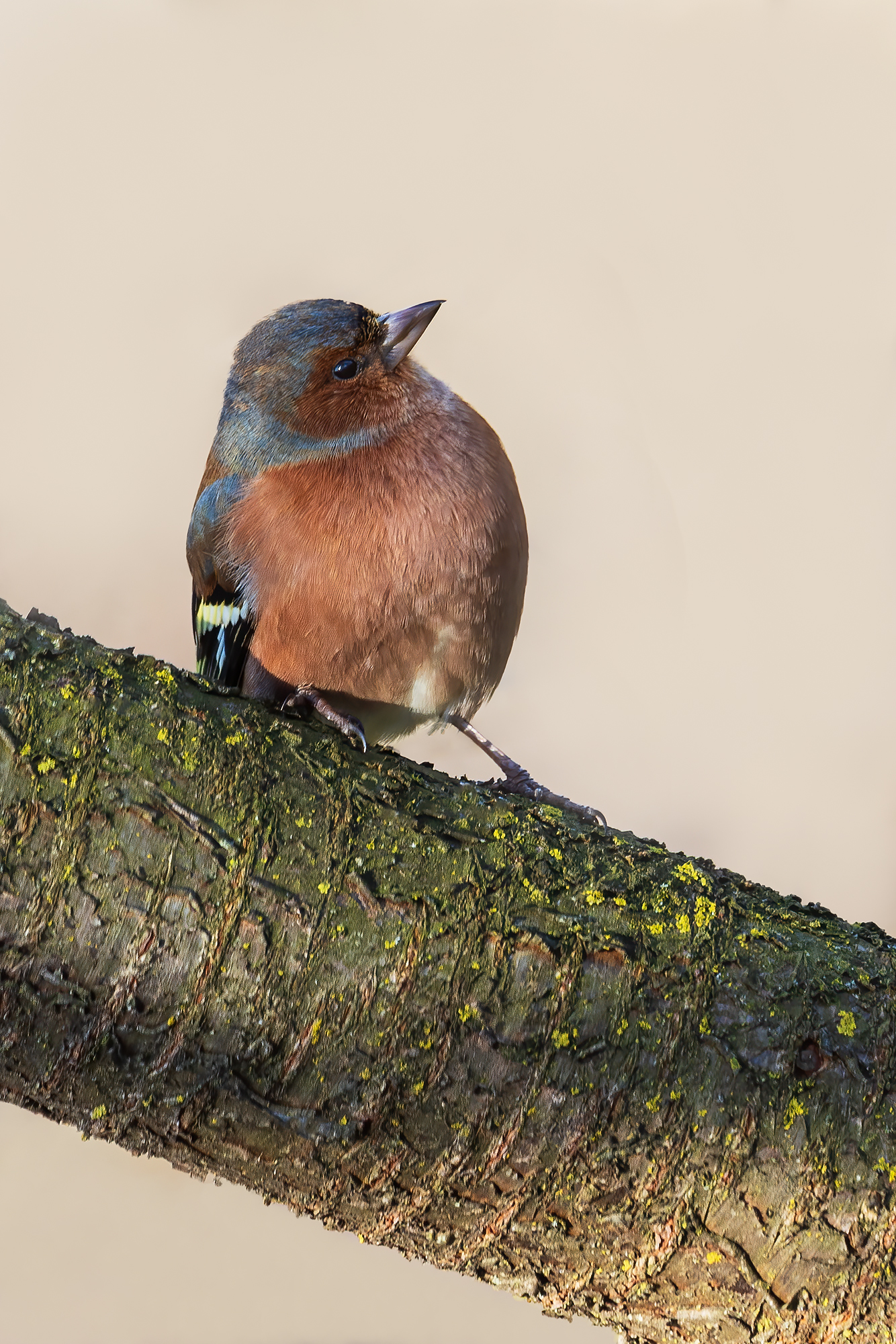 Chaffinch