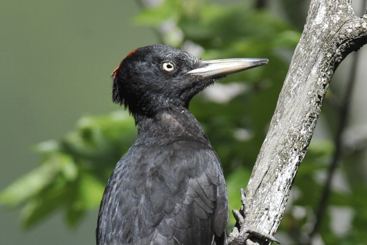 pimo floor female black woodpecker