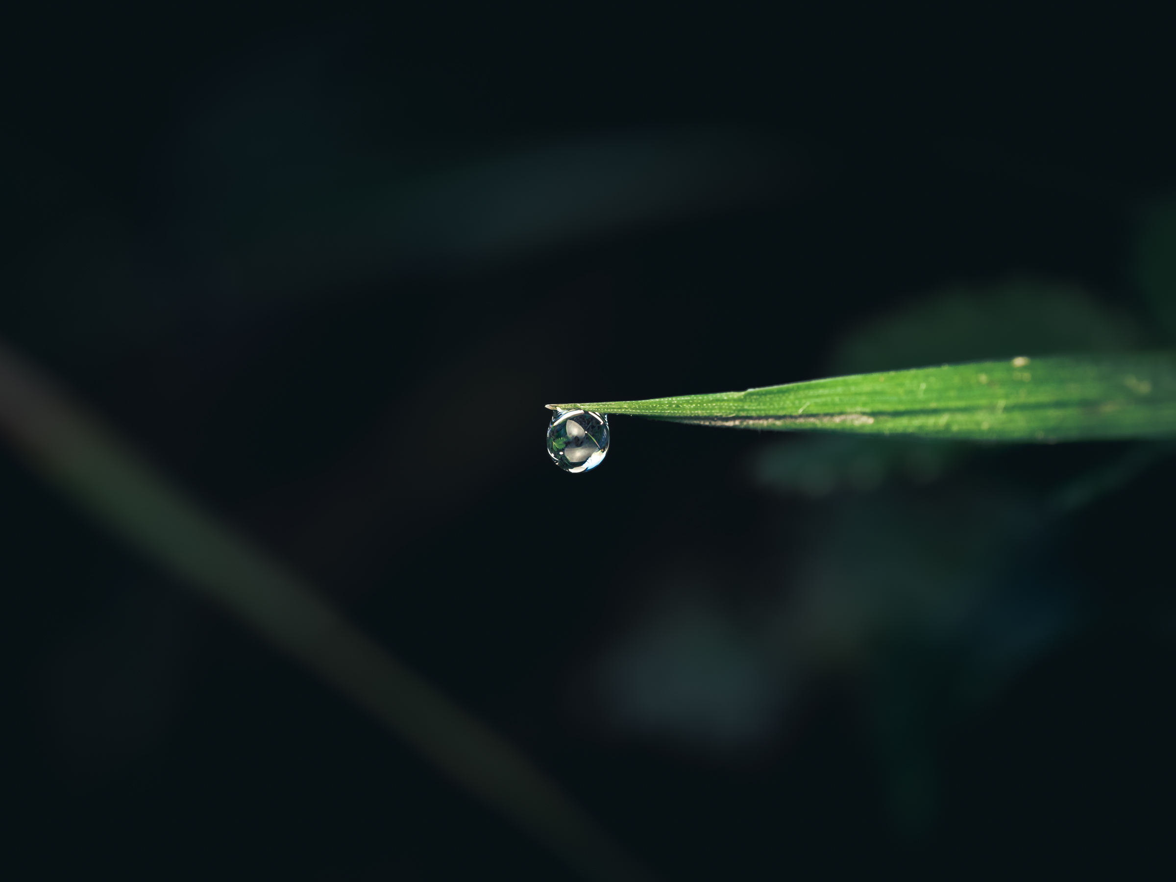 The drop and the stem