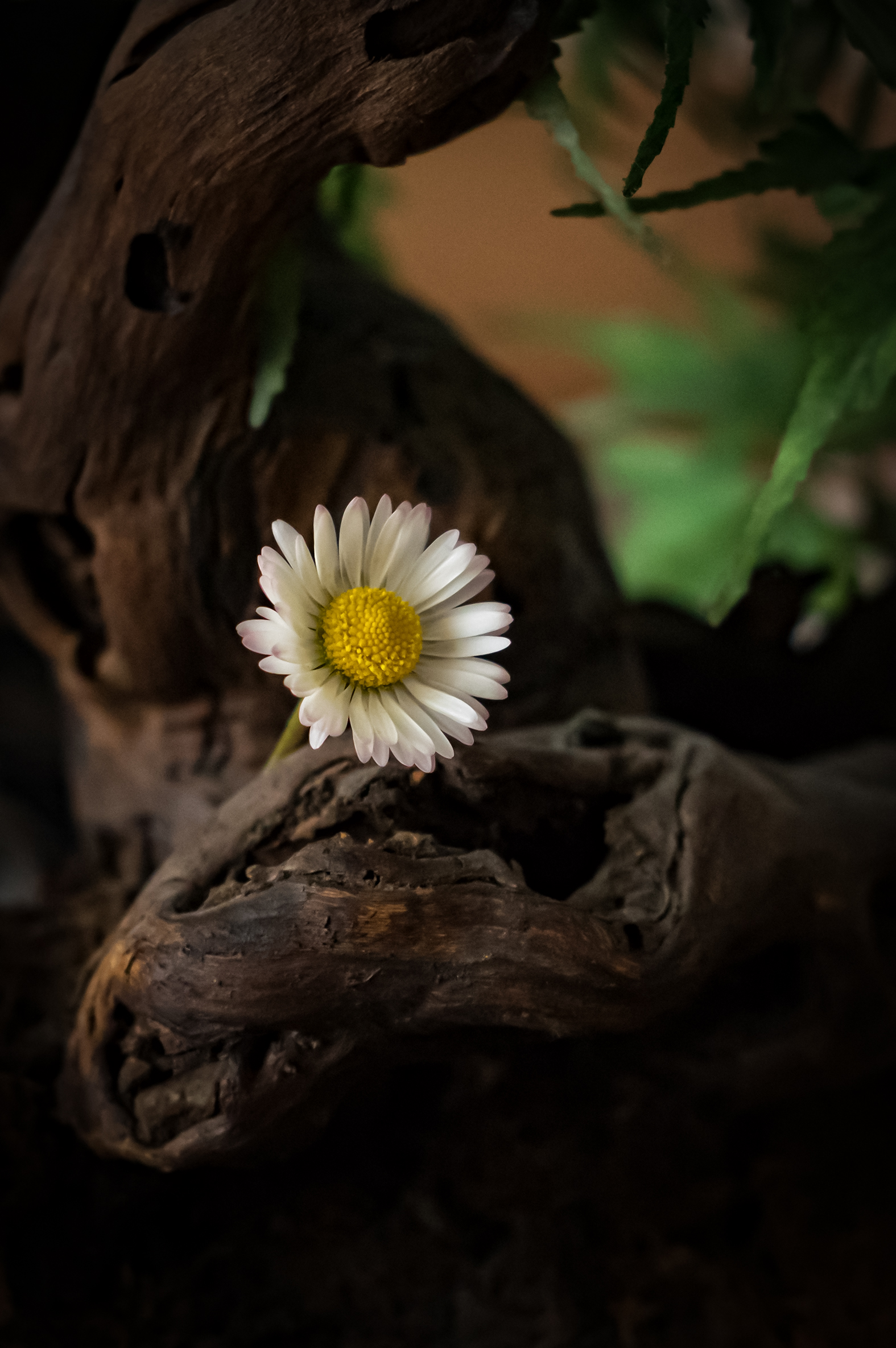 daisy