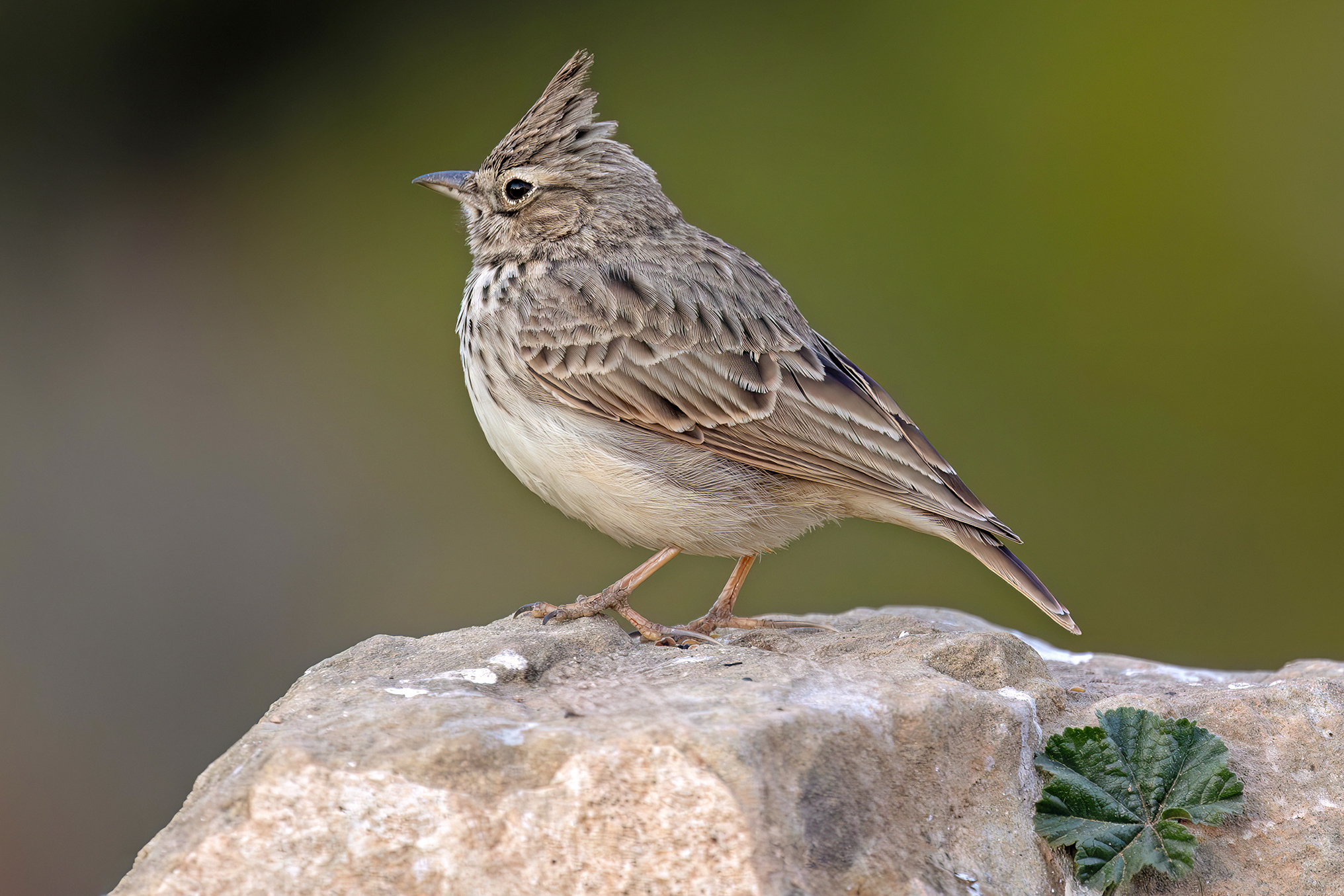 Cappellaccia di Thekla