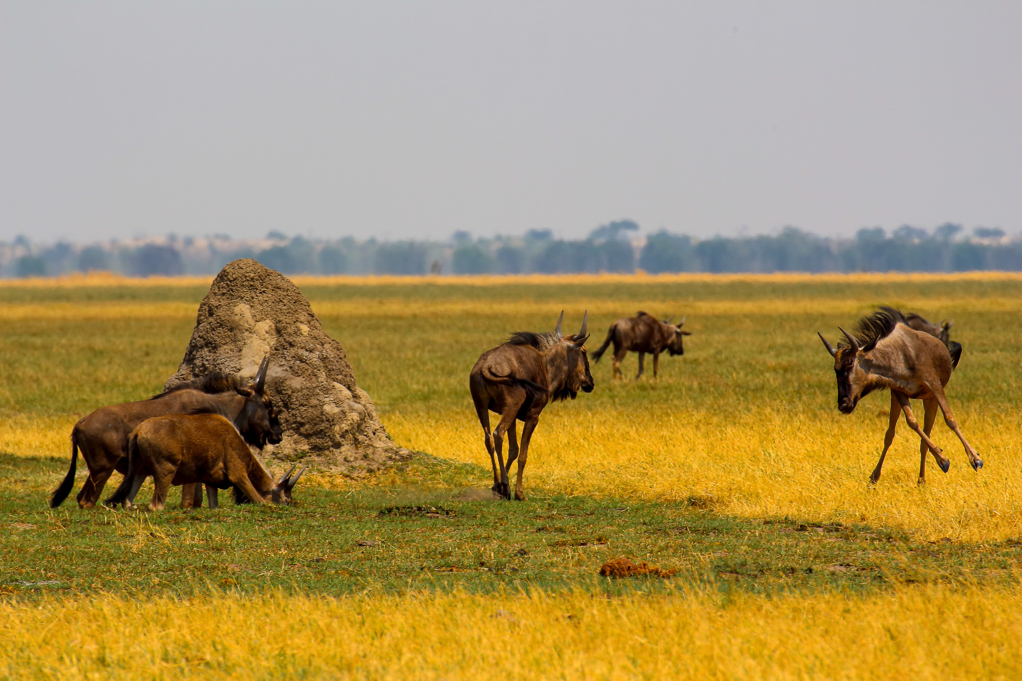 Giochi adolelescenziali