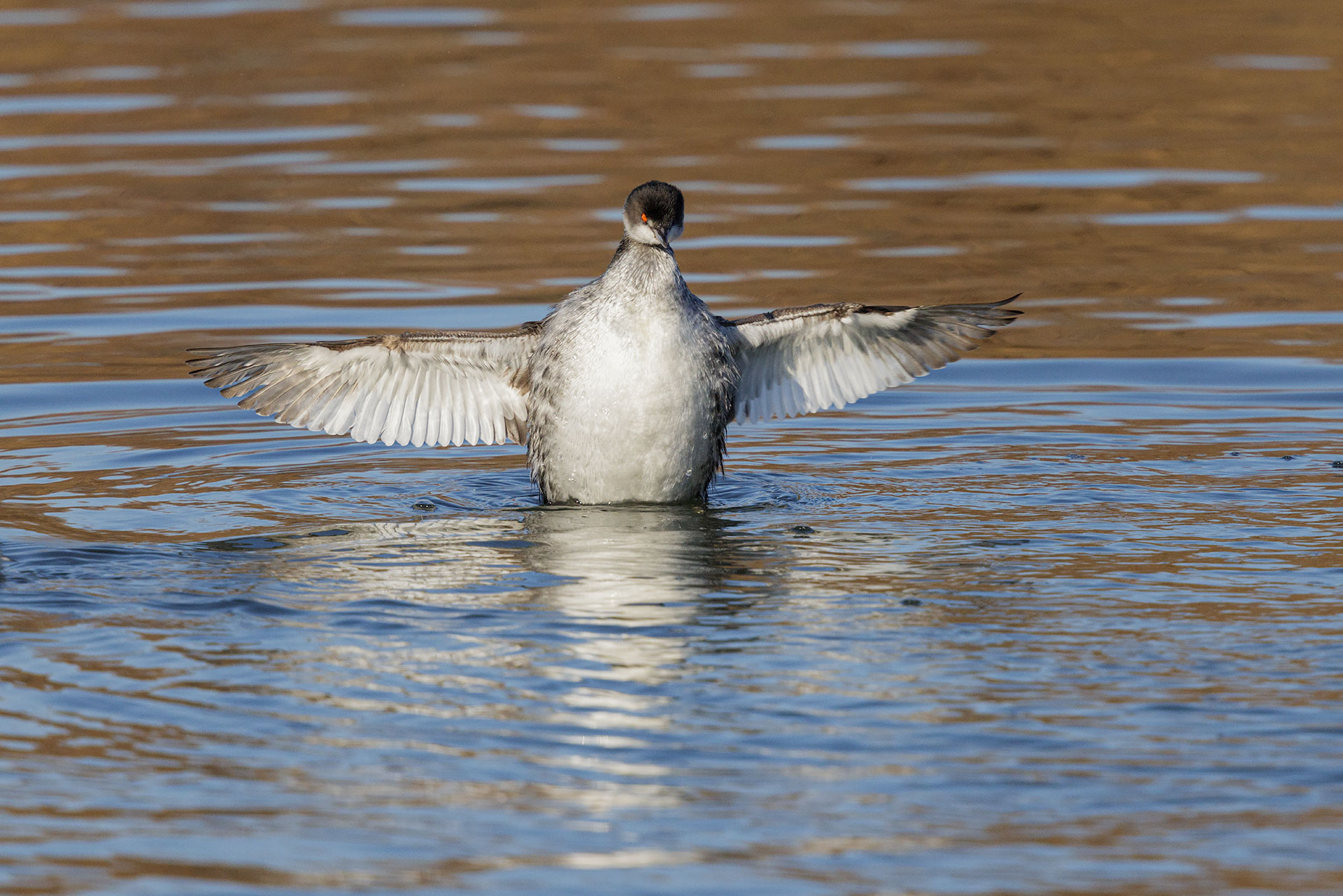 Black-necked grebe