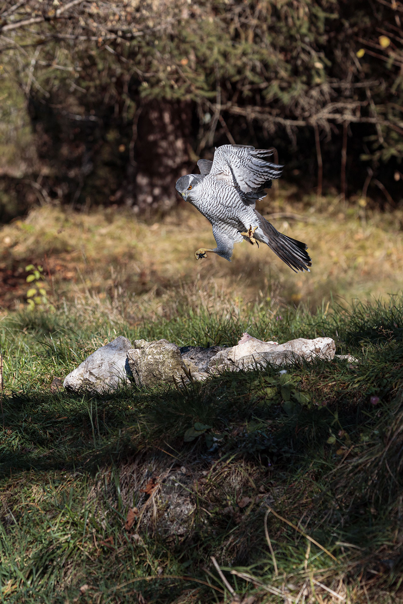 Goshawk