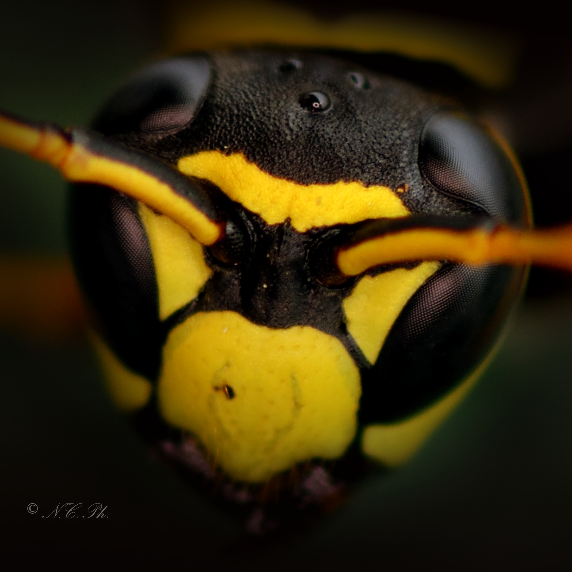 ritratto di vespa