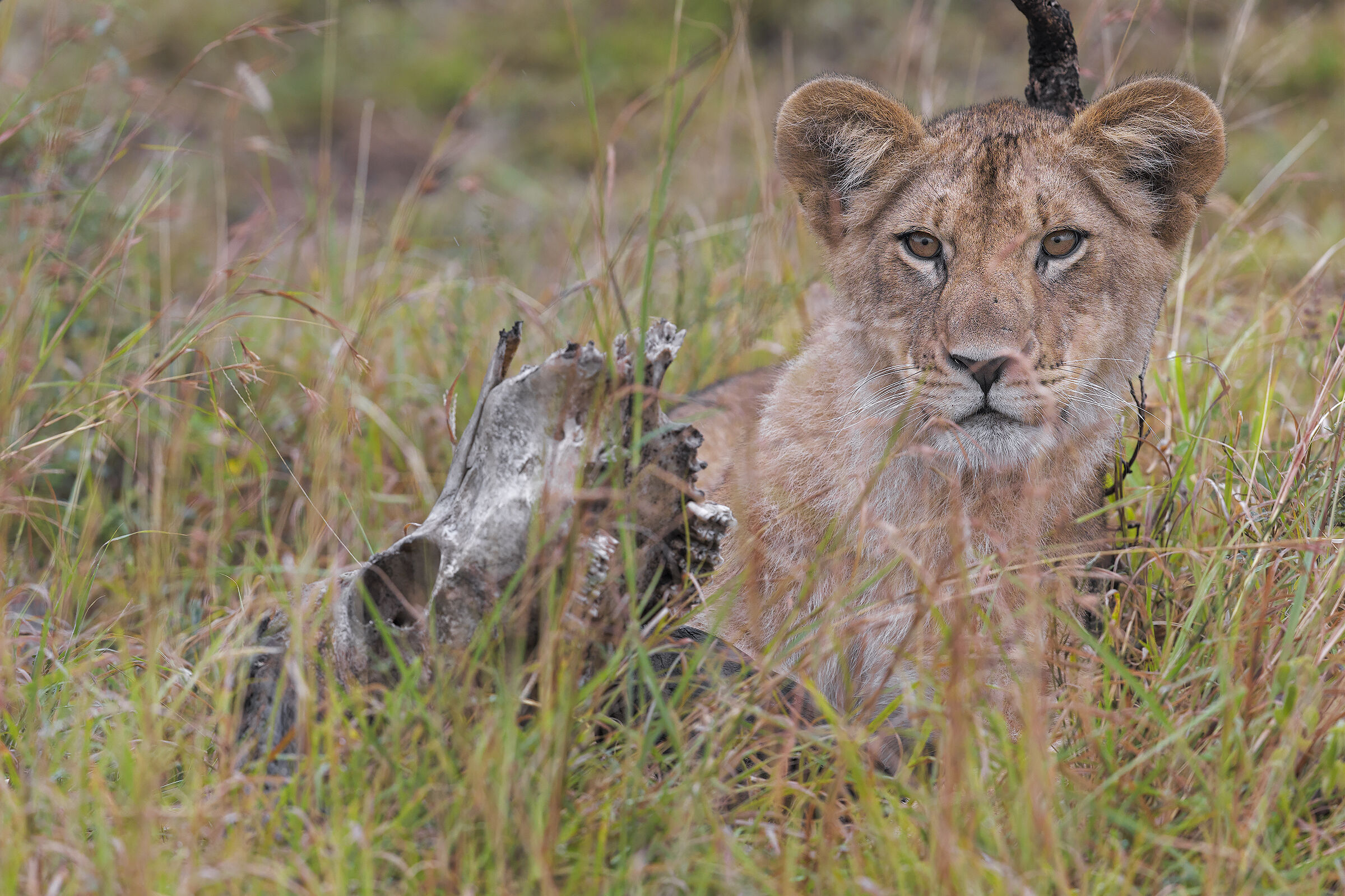 Il futuro del branco