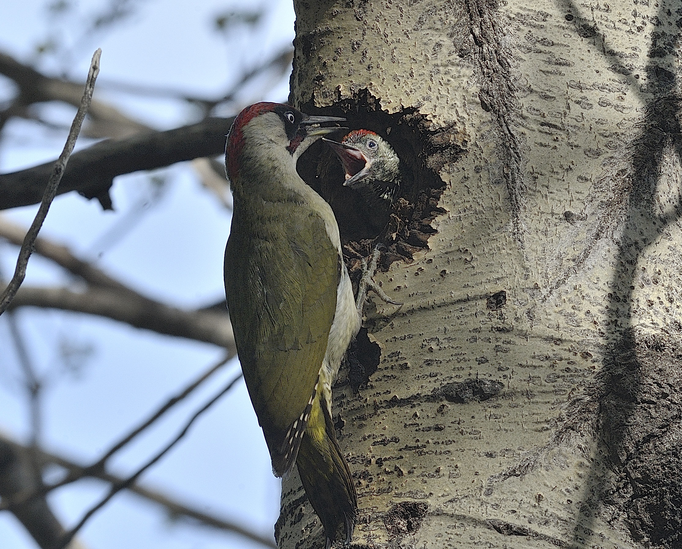green woodpecker