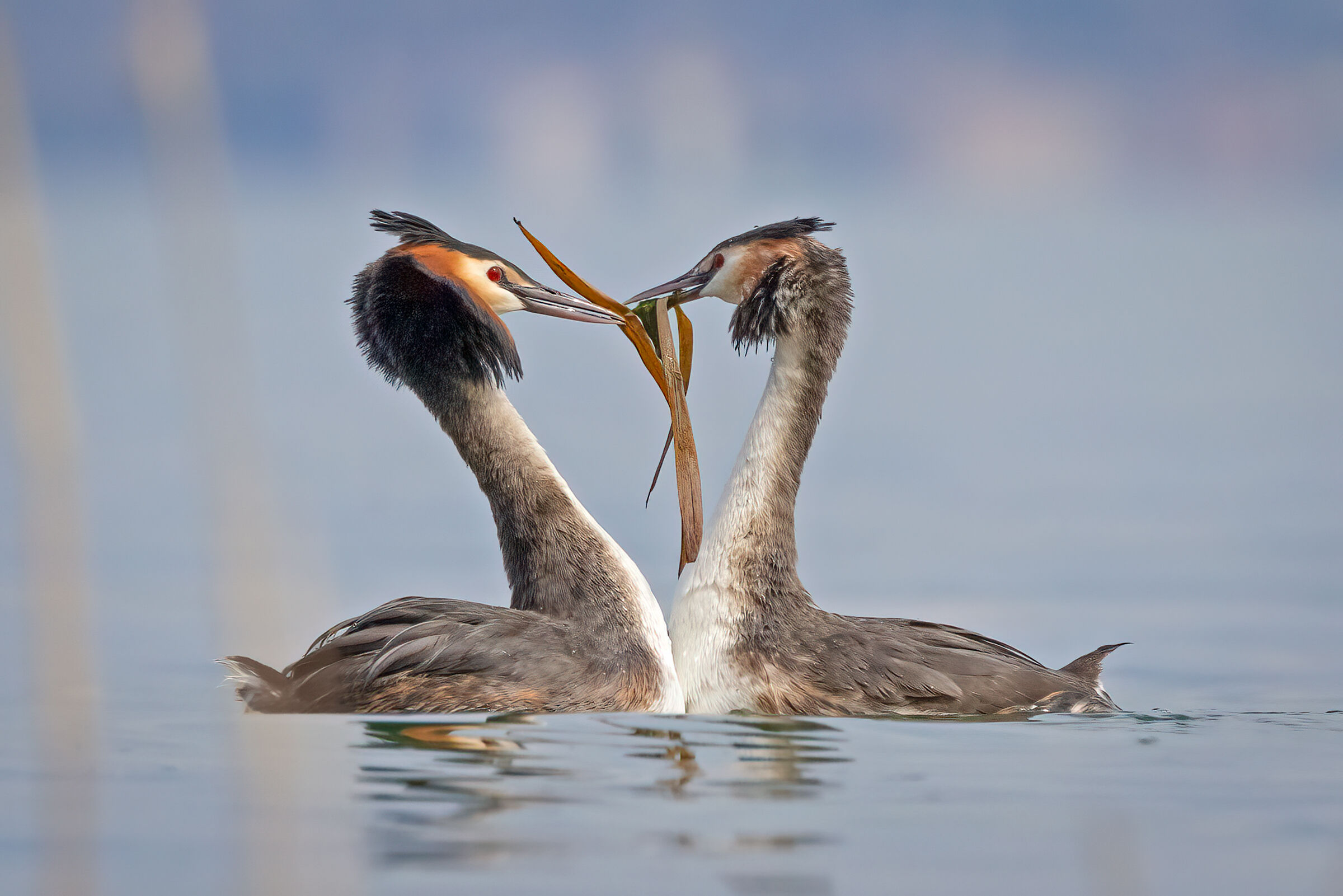 Grebe: gift exchange
