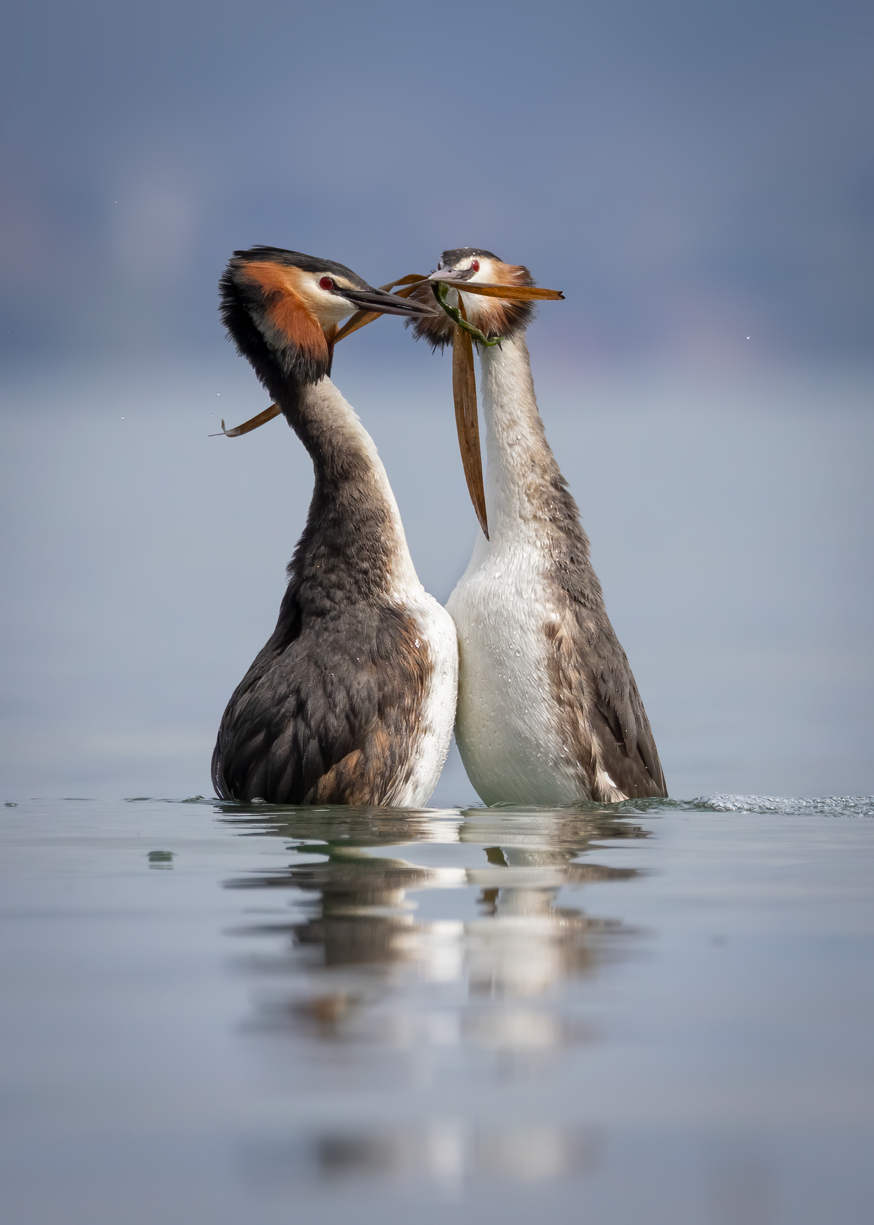 Grebe: Penguin Dance