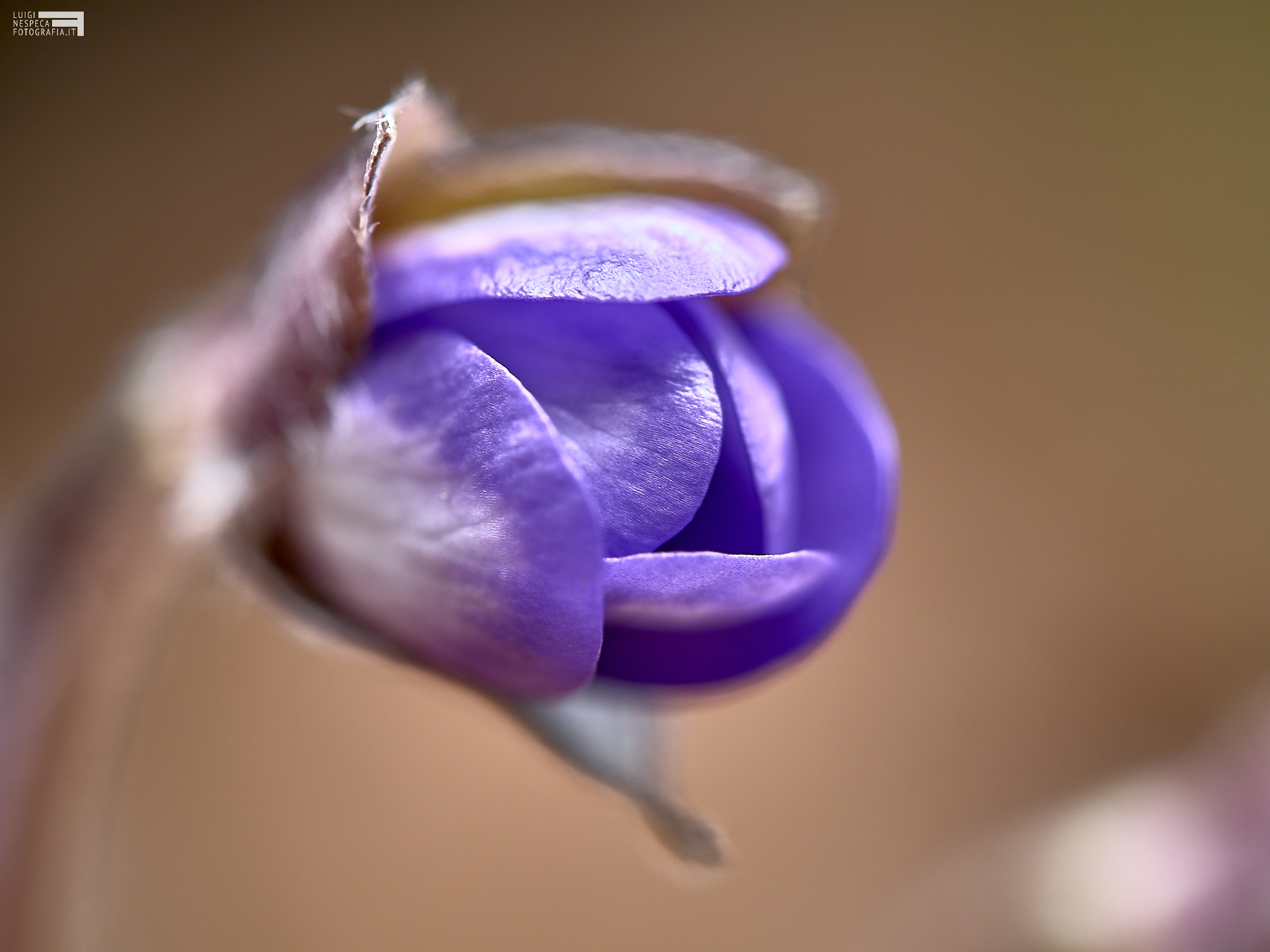 Anemone - Maiella