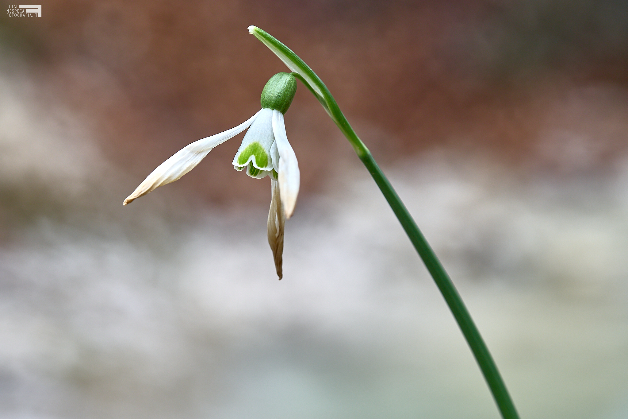 Snowdrop - Maiella