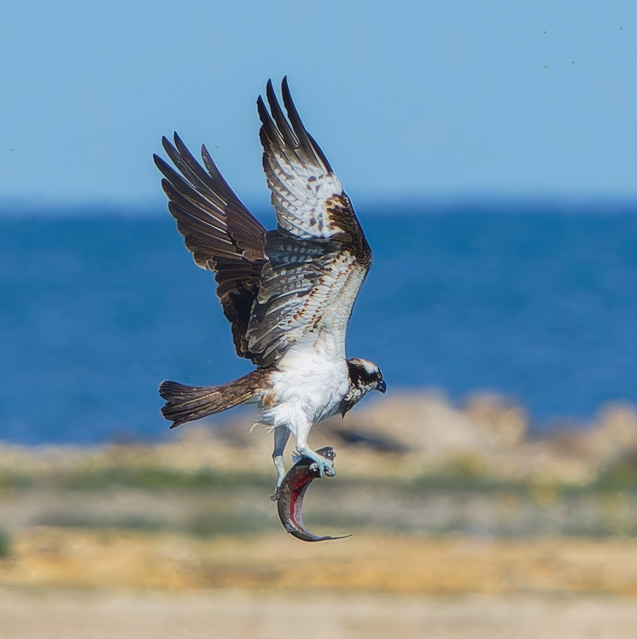 Osprey