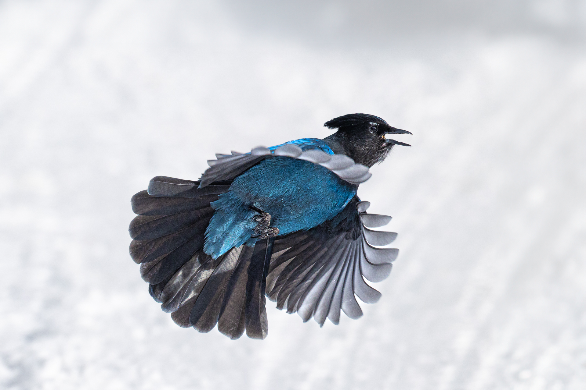 Steller's jay