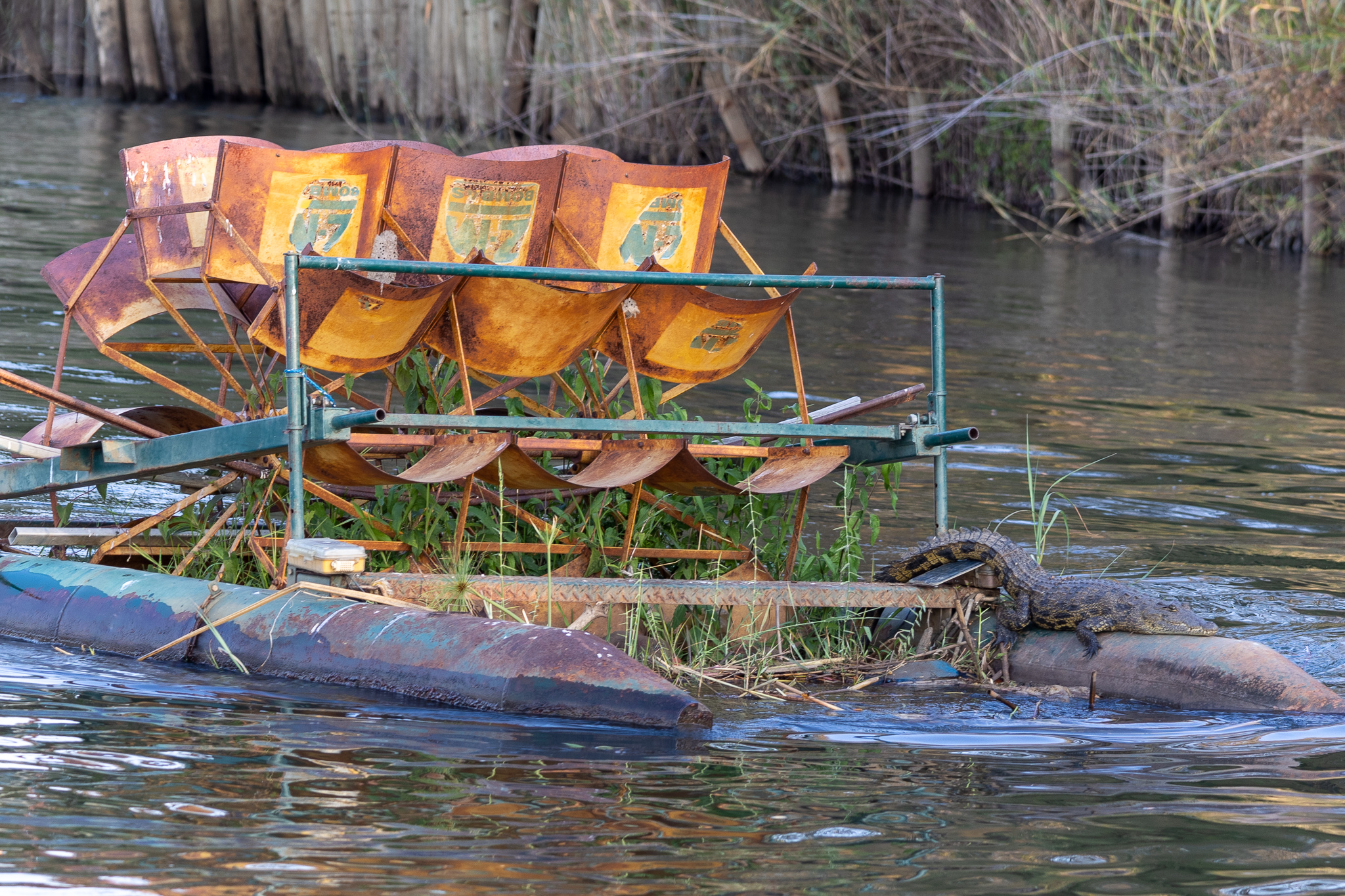 Coccodrillo in pedalo