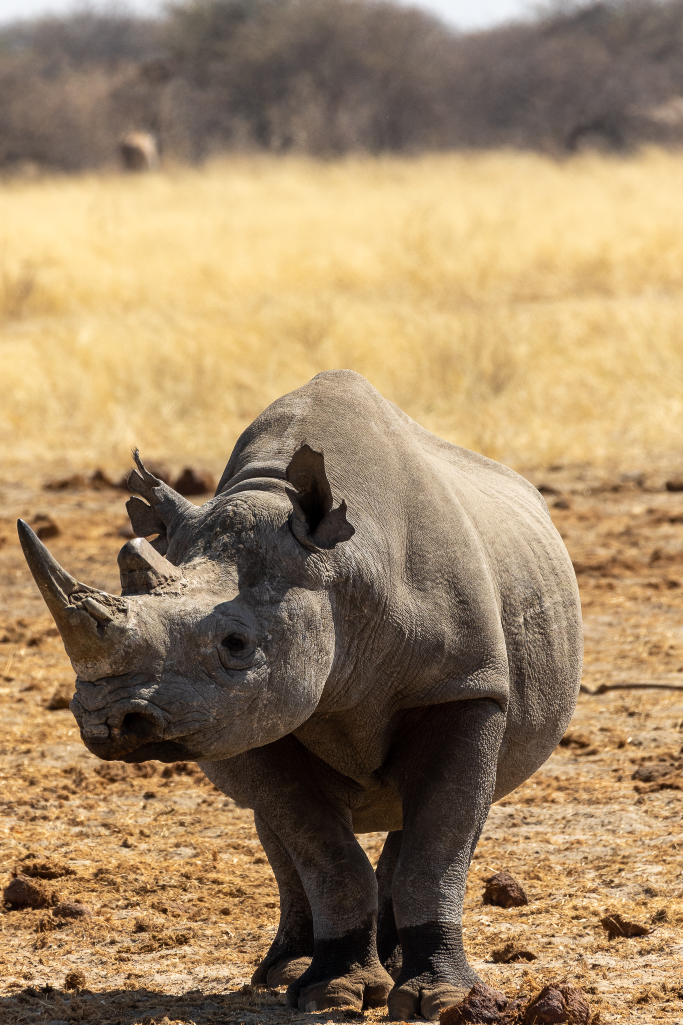 Corno in sfaldamento