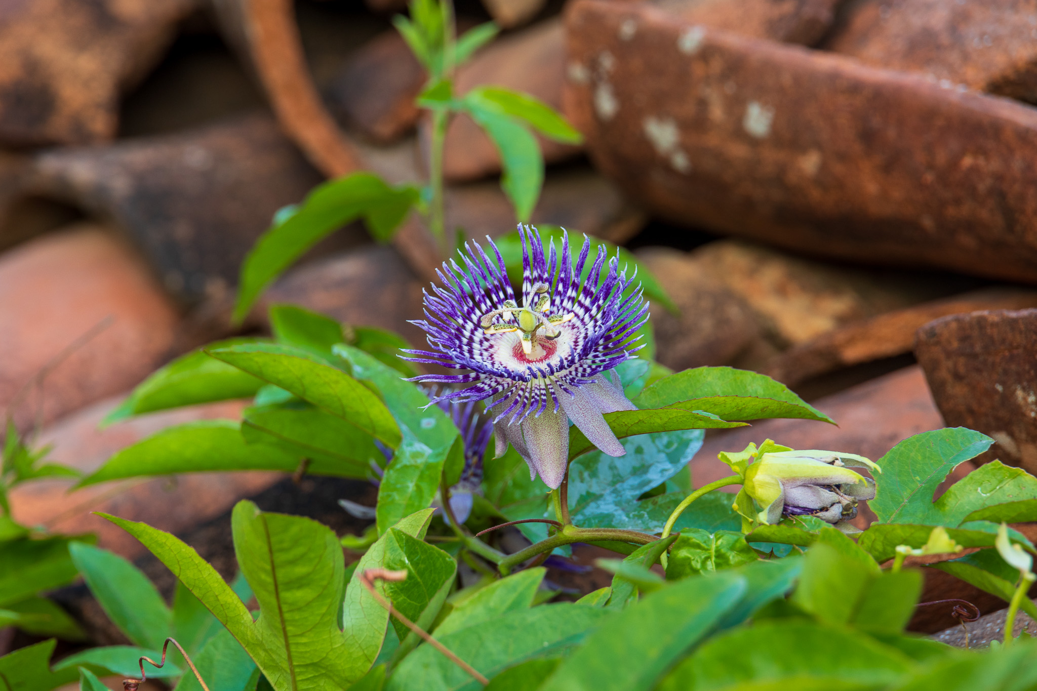 Passiflora