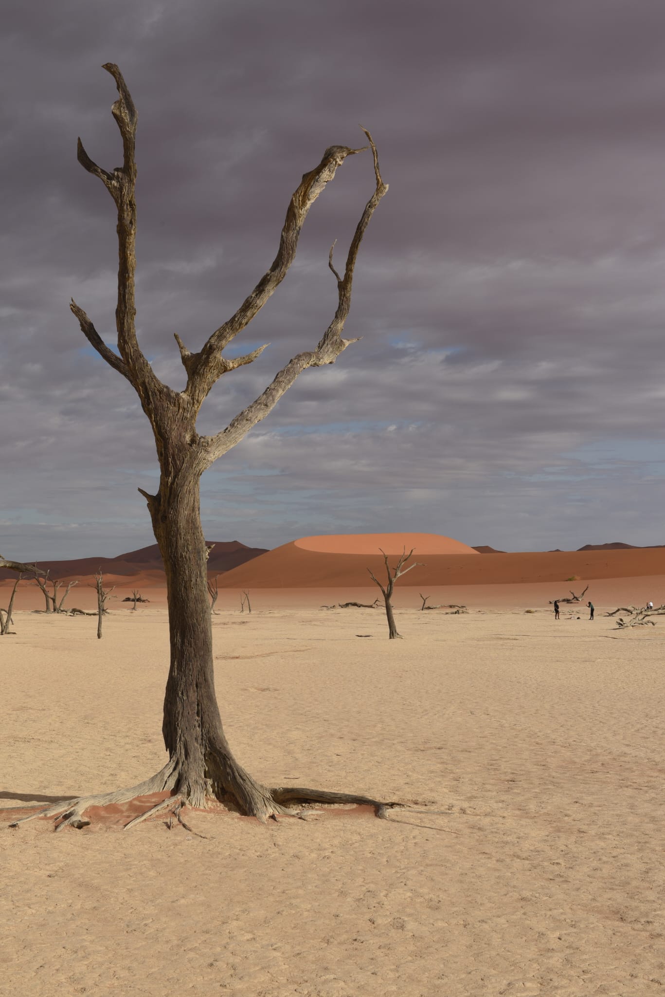 Dead Vlei