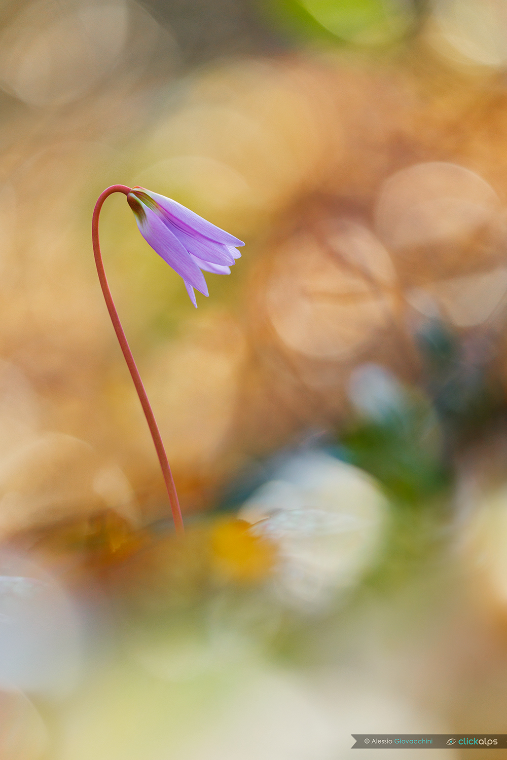 Erythronium dens-canis