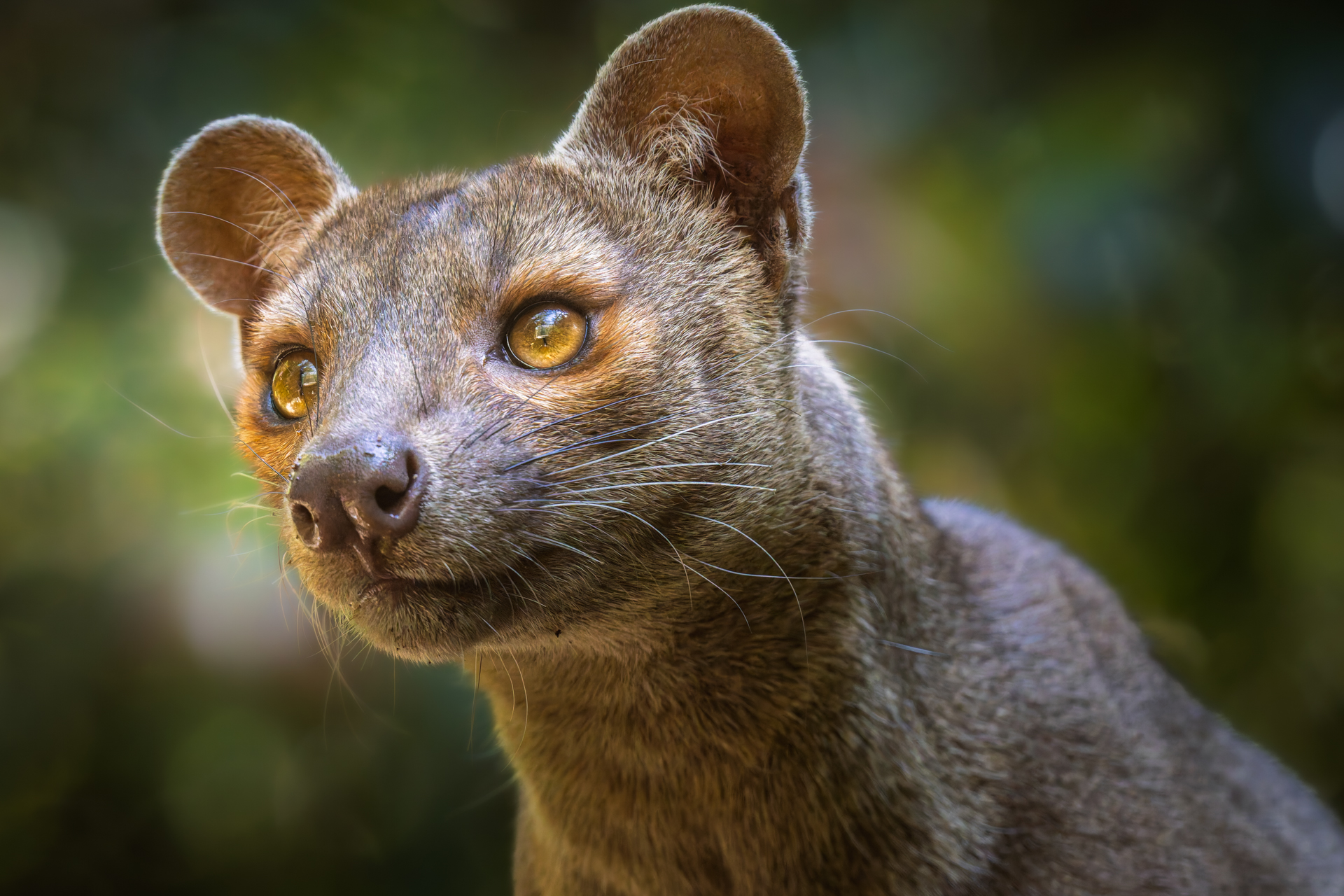 Fossa