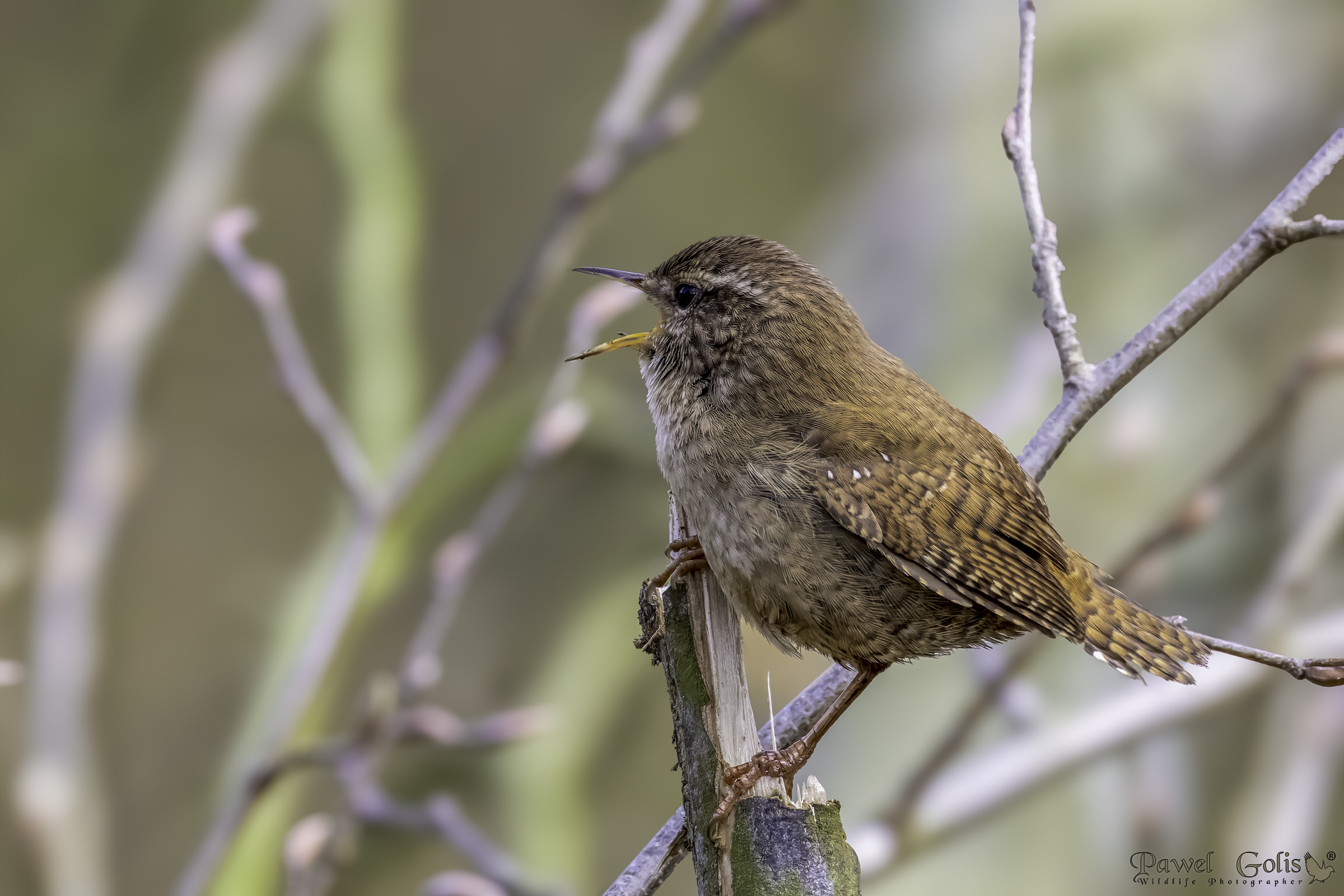 Scricciolo eurasiatico ( Troglodytes troglodytes)