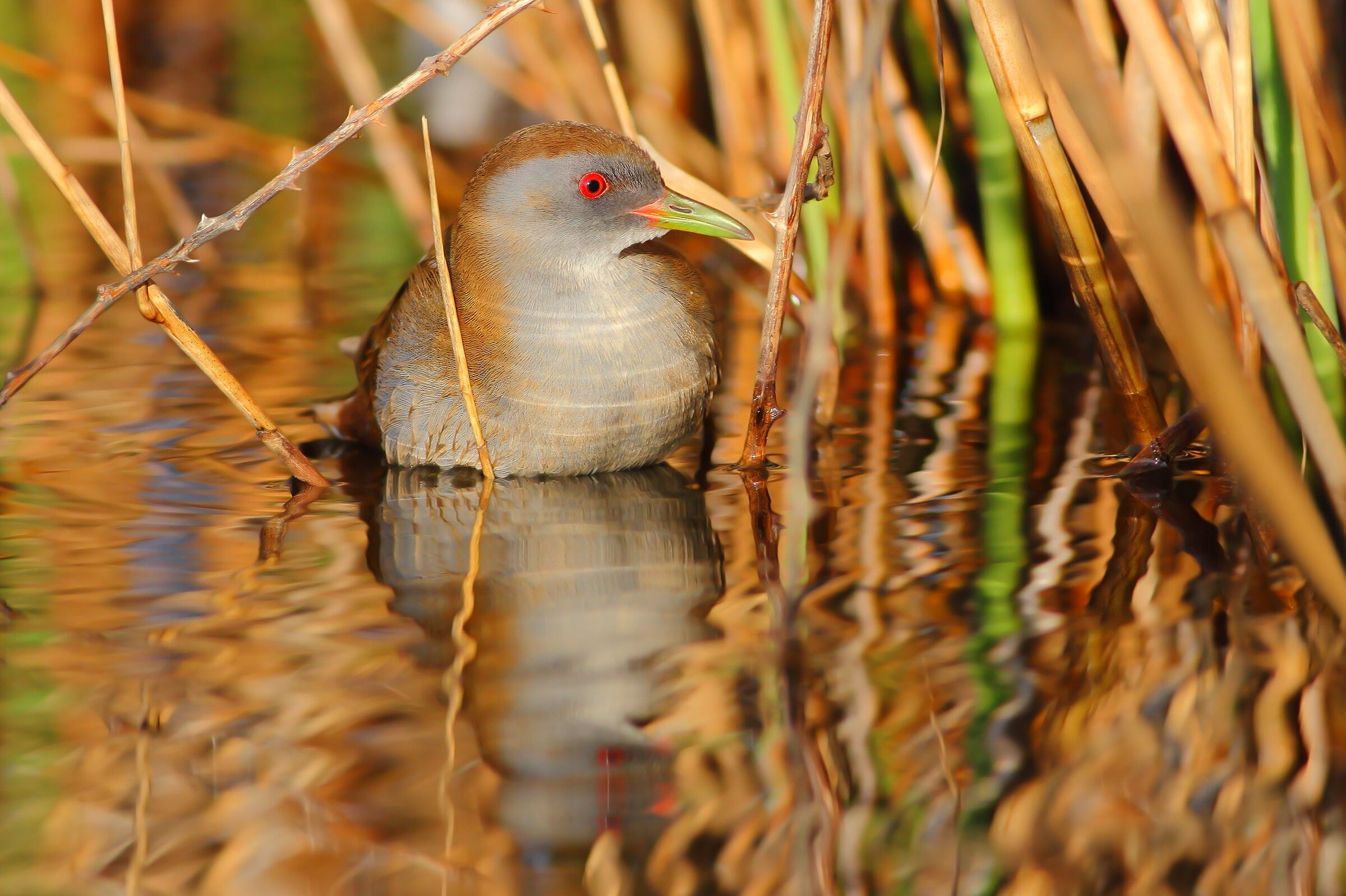 Little crake