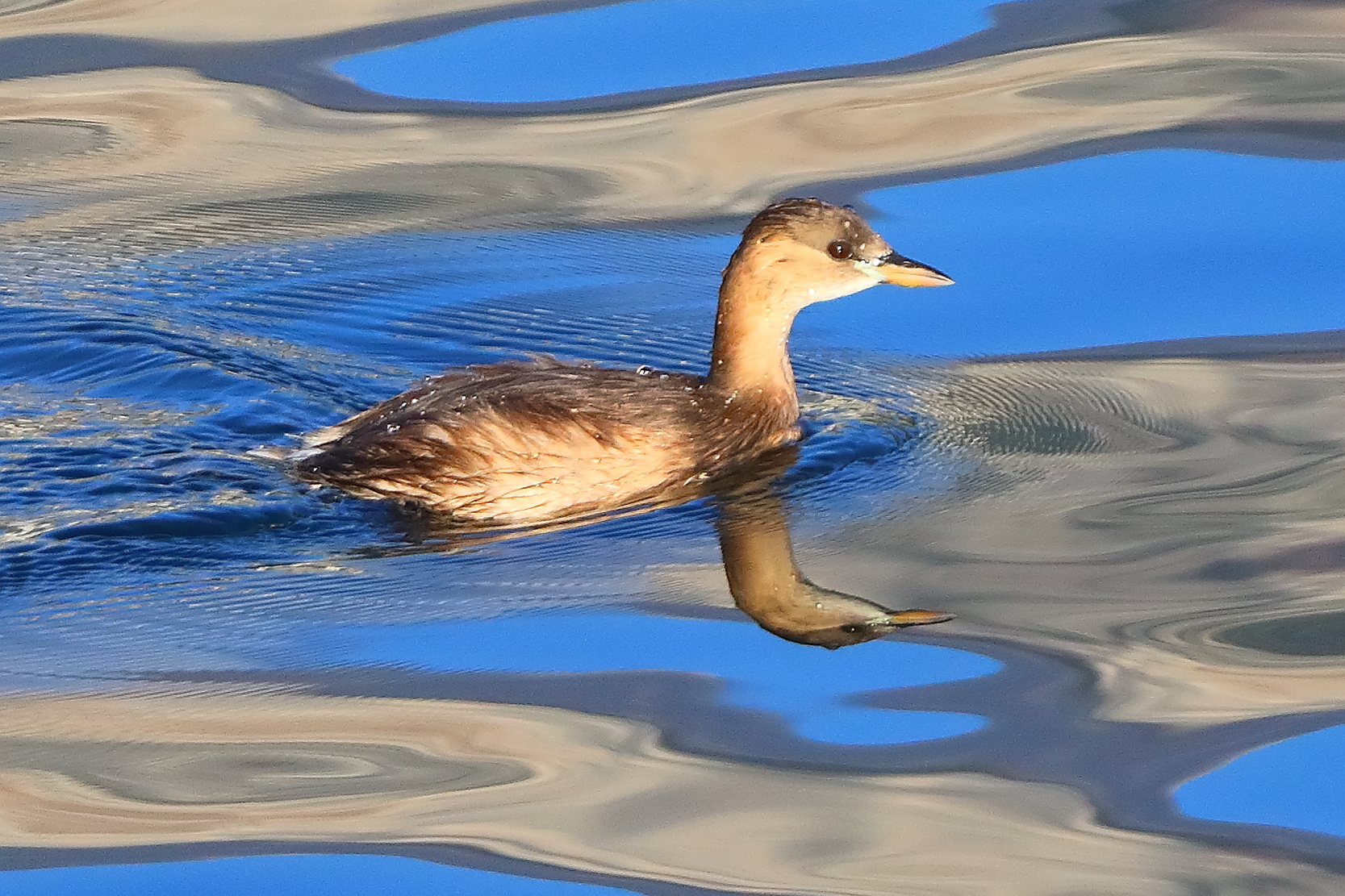 Tuffetto 30 ottobre 2024 - 0166