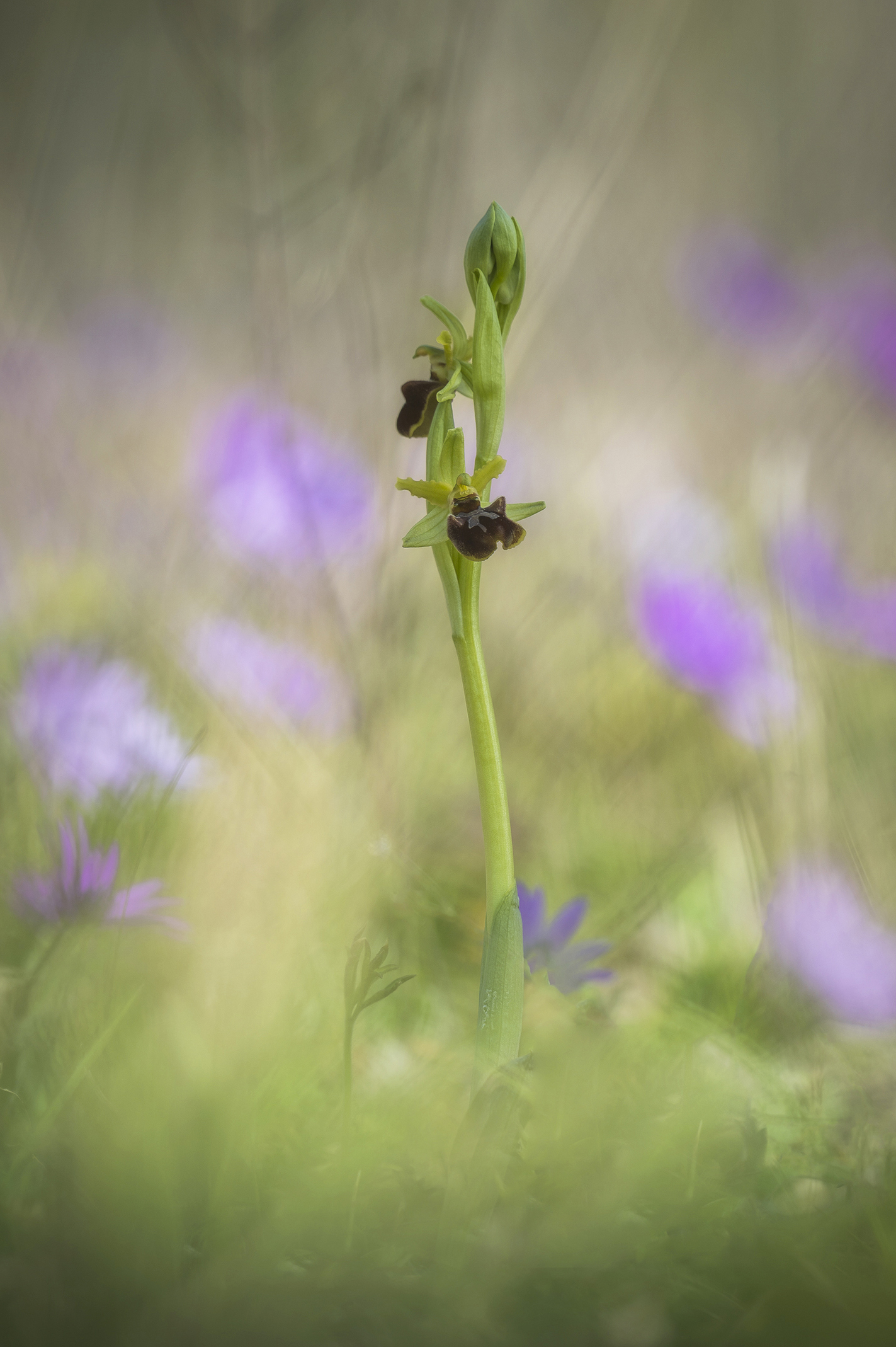 Ophrys sphegodes among anemones.