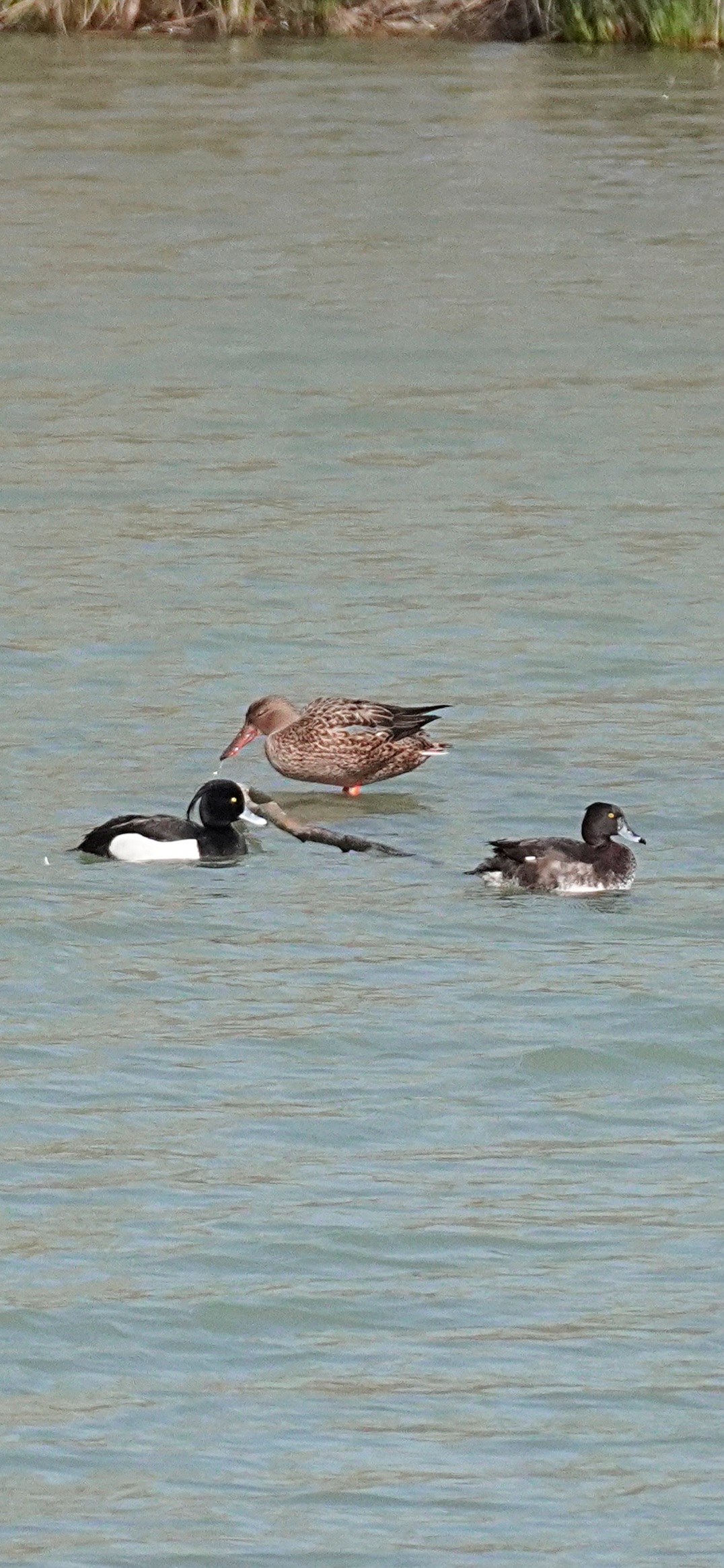 Couple of tufted brunettes