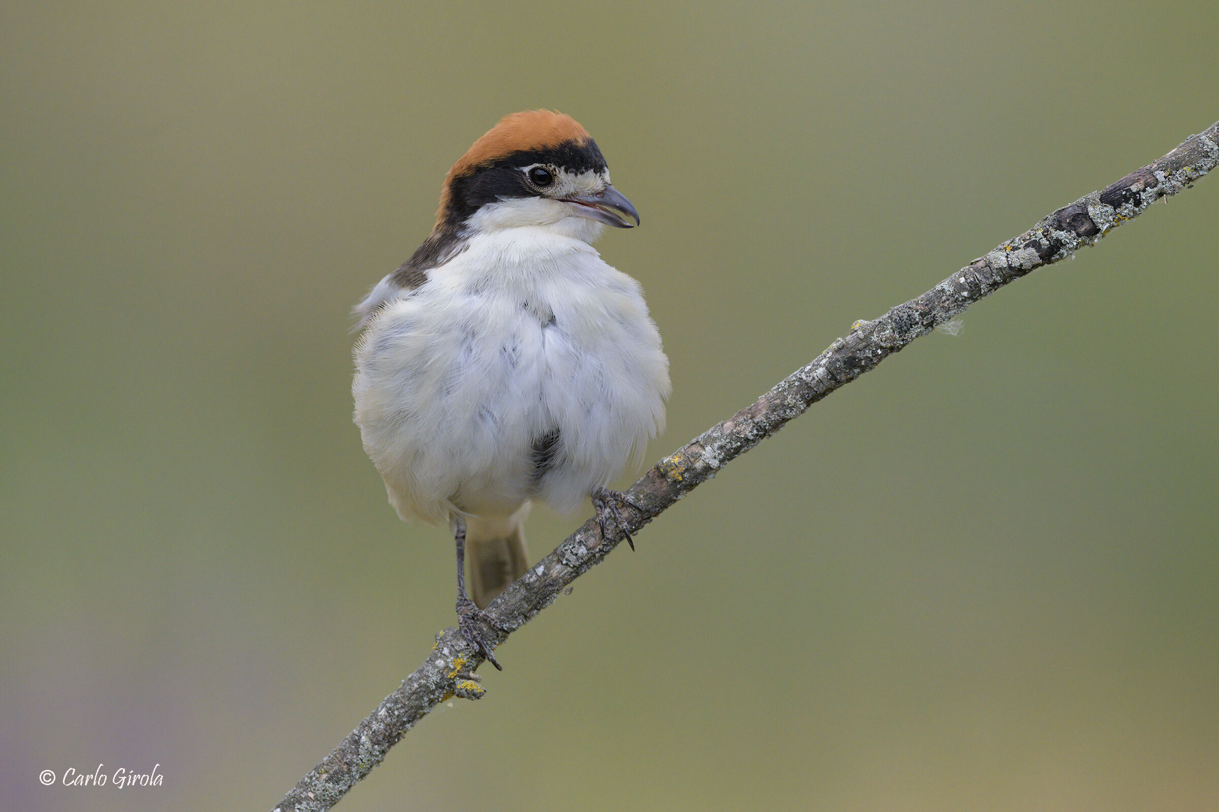 Redcap Shrike (Lanius senator)